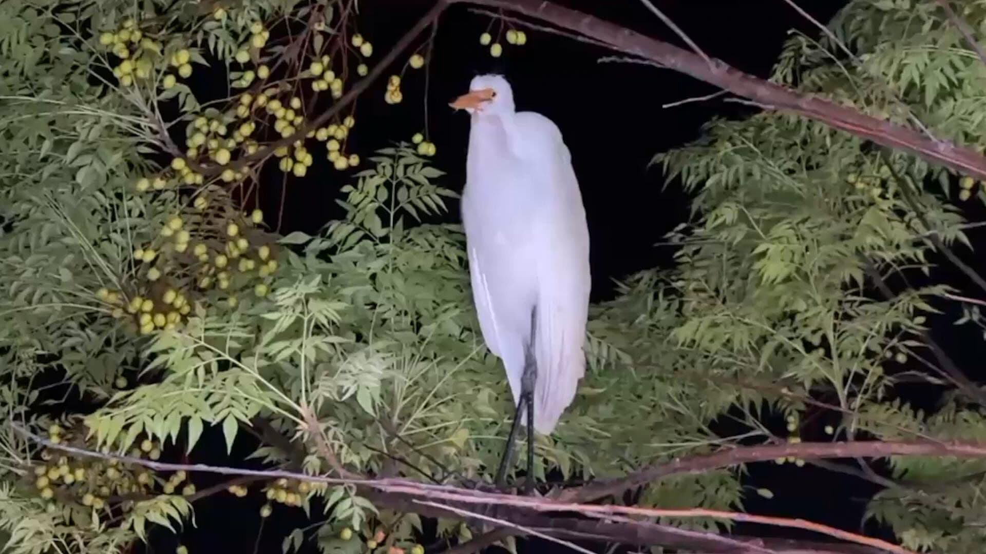 Resguardan Garza Blanca Herida que Deambulaba en Fraccionamiento Petropolis Tuxpan Veracruz