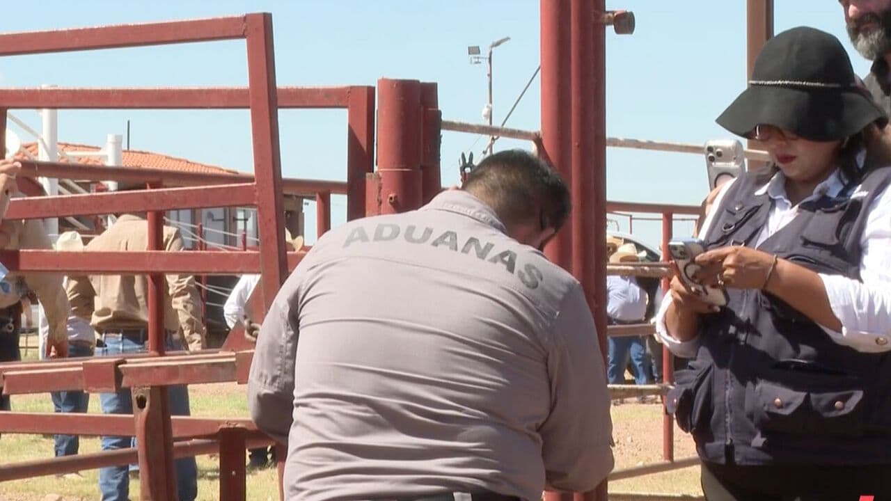Reanudan Exportación de Ganado a Estados Unidos Tras 10 días de Haberse Suspendido