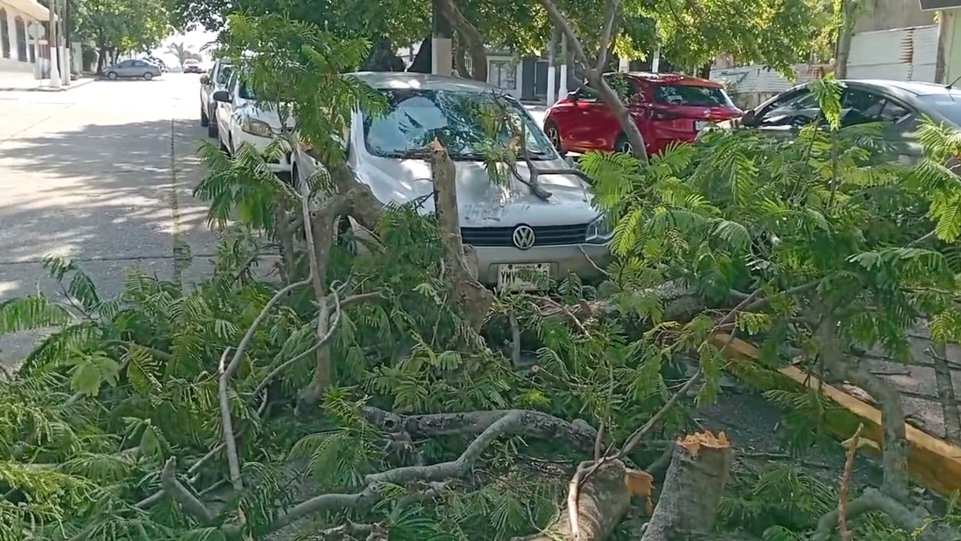 Rama Cae Sobre Vehículo en Coatzacoalcos Propietario Pide el Pago de los Daños