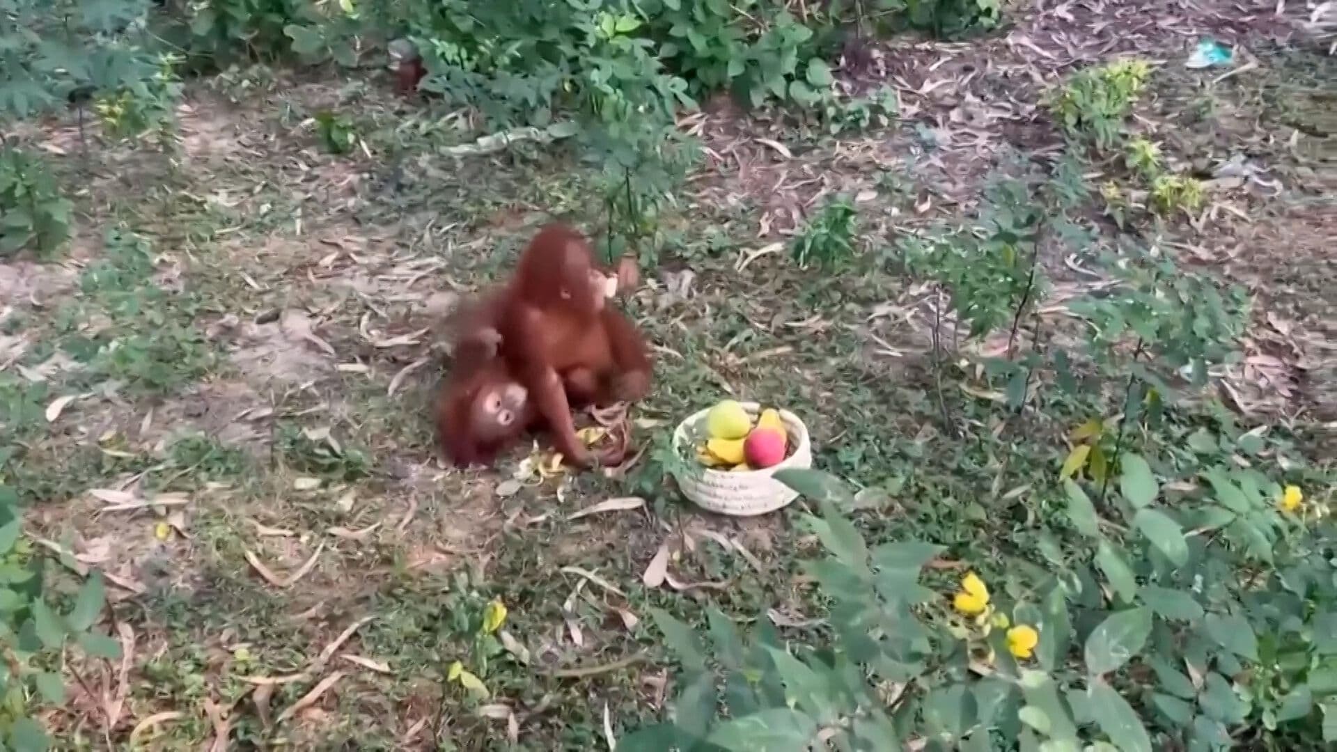 Encuentran Cinco Orangutanes Abandonados en un Bosque