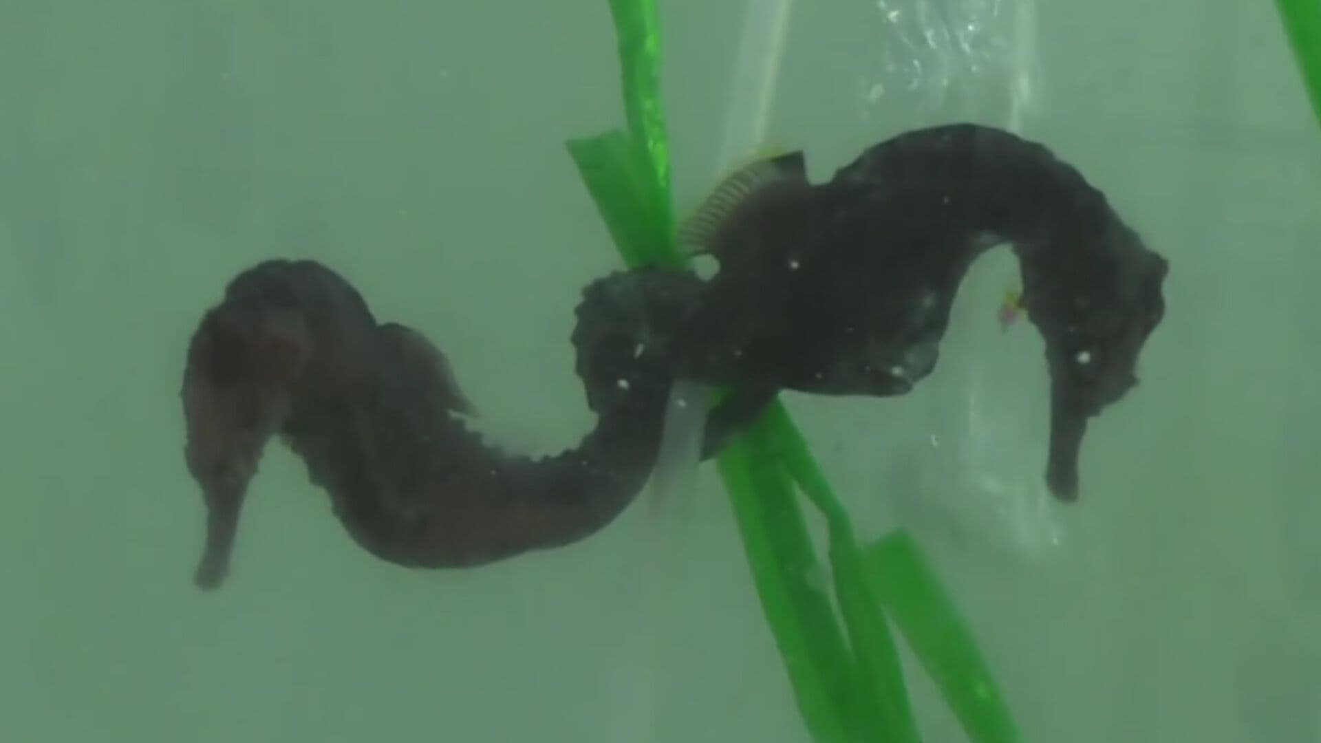 Caballitos de Mar: UNAM Comparte Datos Curiosos de esta Especie