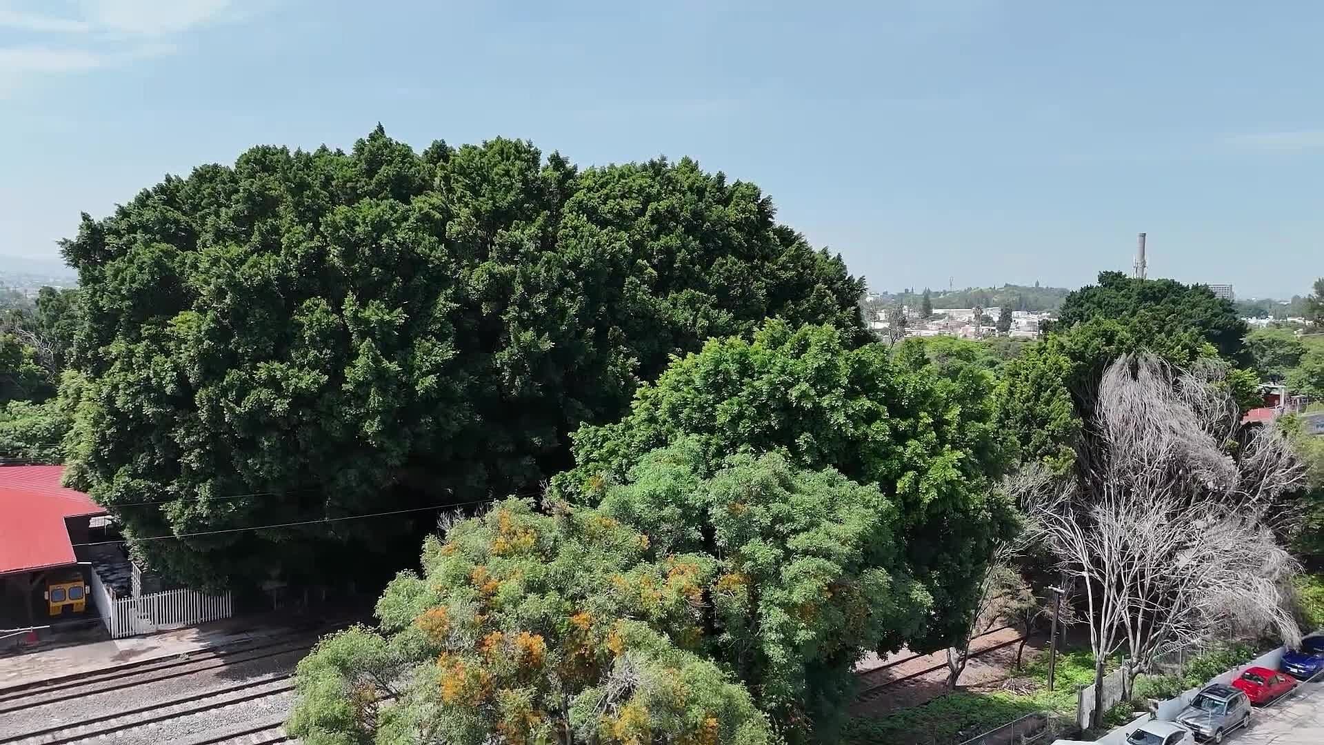 Municipio de Querétaro Autoriza Retiro de Seis Árboles por Obras del Tren