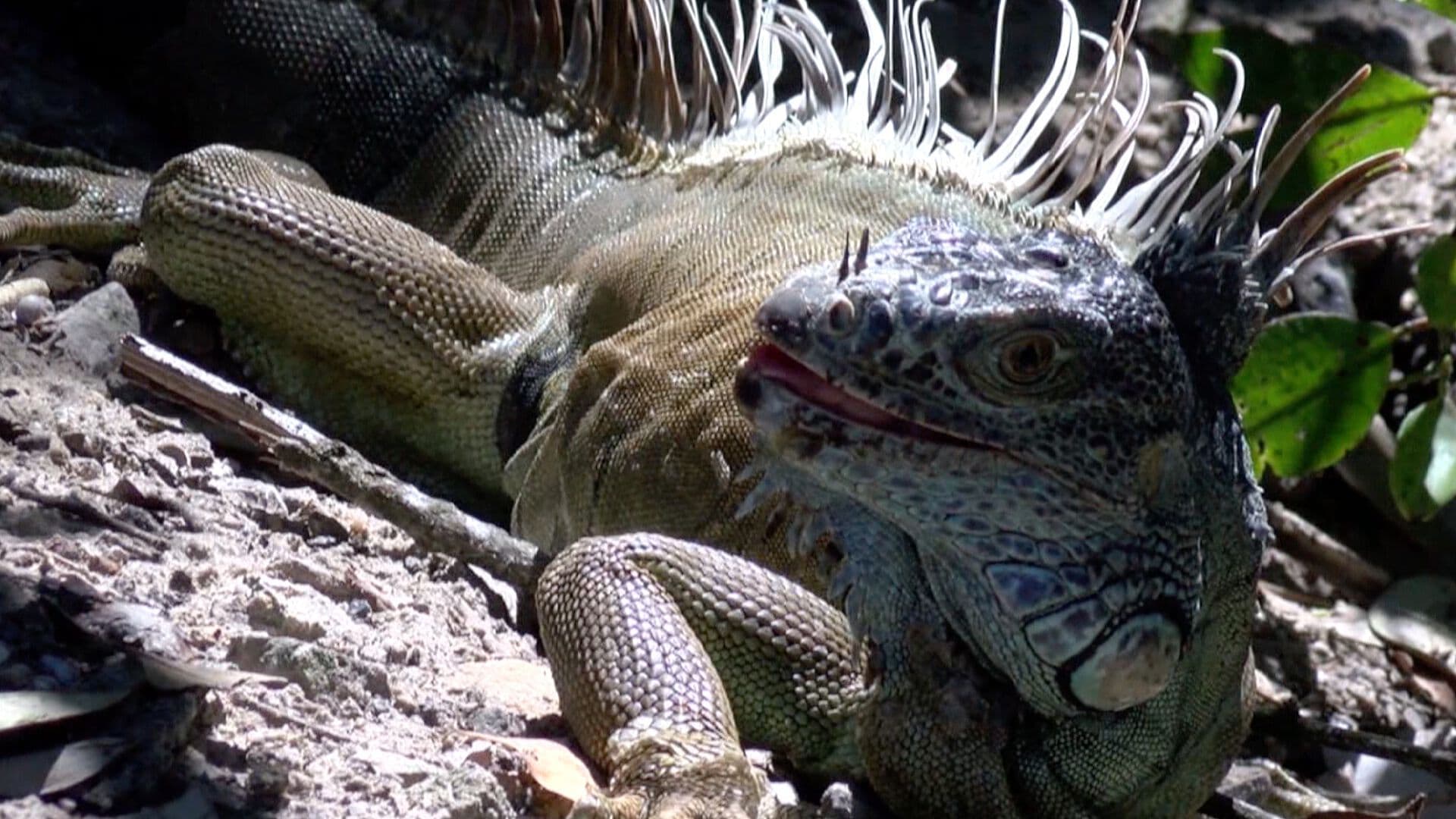 Reportan Aumento de Iguanas en Casas de Tampico; Recomiendan Llamar a Autoridades