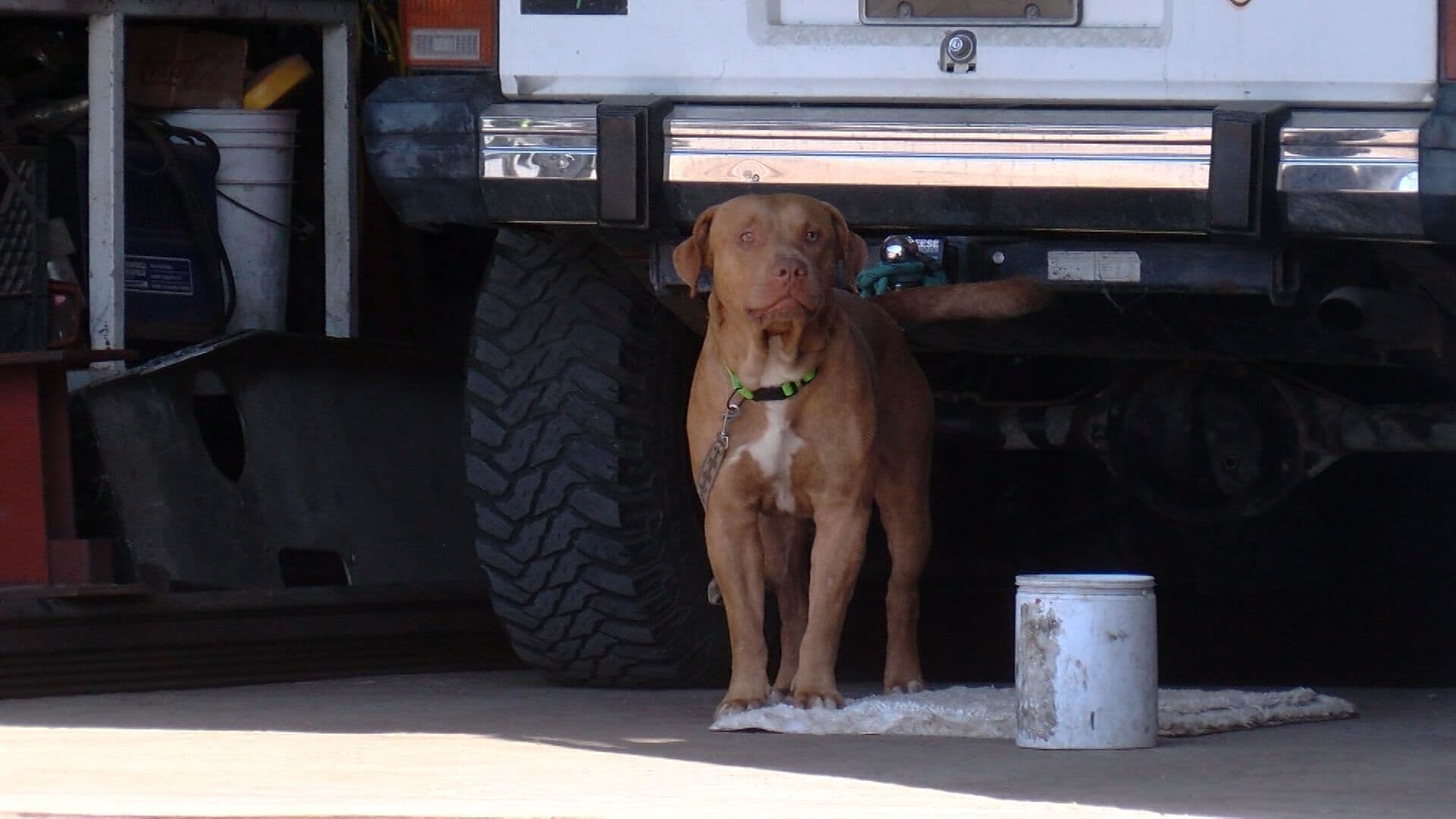 Advierten Riesgo de Golpe de Calor en Mascotas por Calor Extremo en Baja California