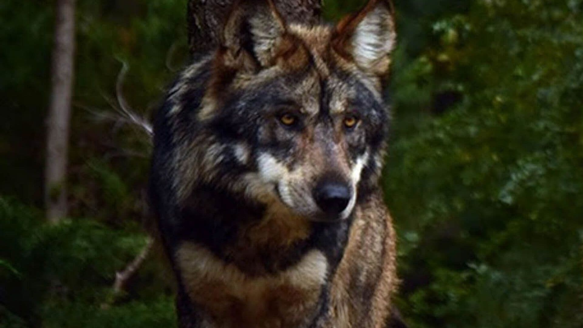 Especialistas Advierten que Medida de Trump Amenaza al Lobo Mexicano
