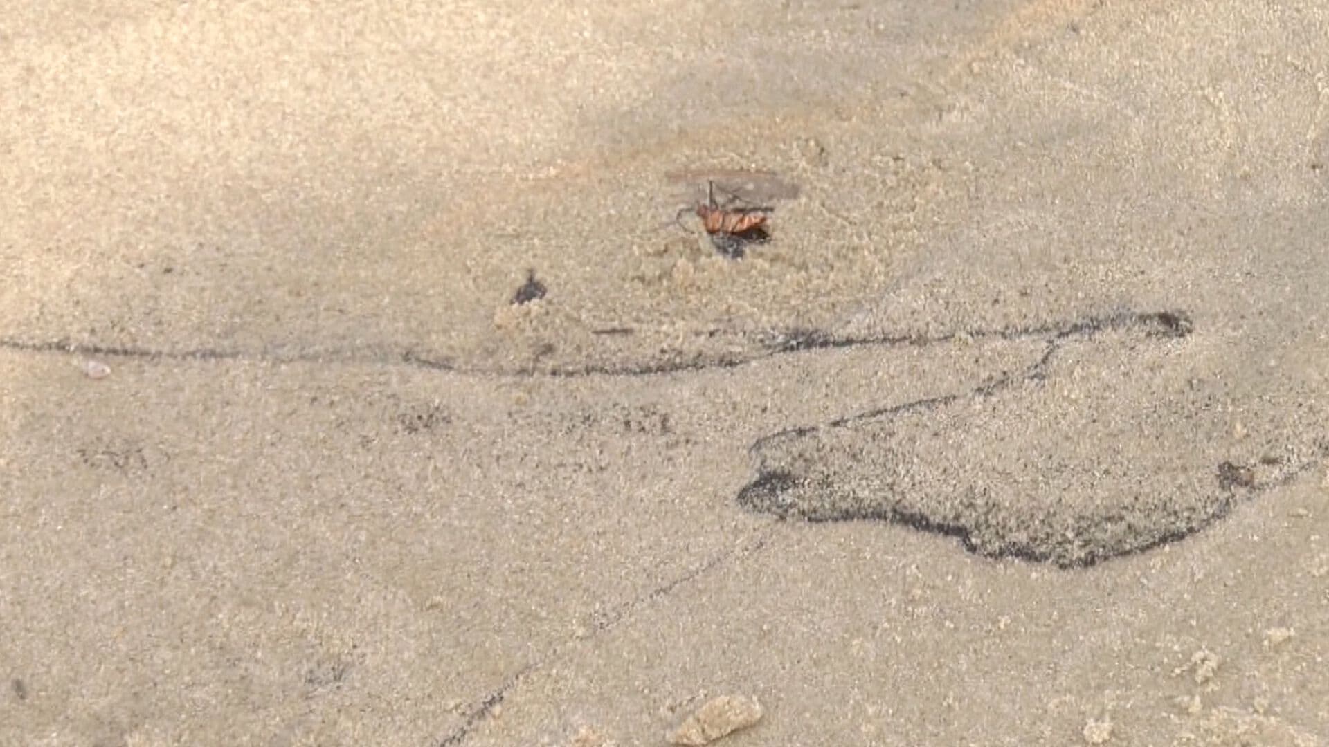Detectan Presunto Hidrocarburo en Playa Miramar; Pescadores Denuncian Daños