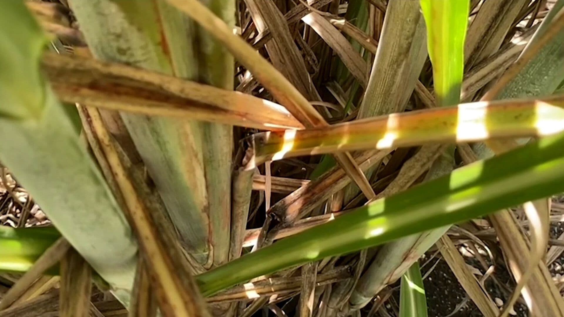 Hongo Fusarium Afecta Más de 20 Mil Hectáreas de Caña de Azúcar en Campeche