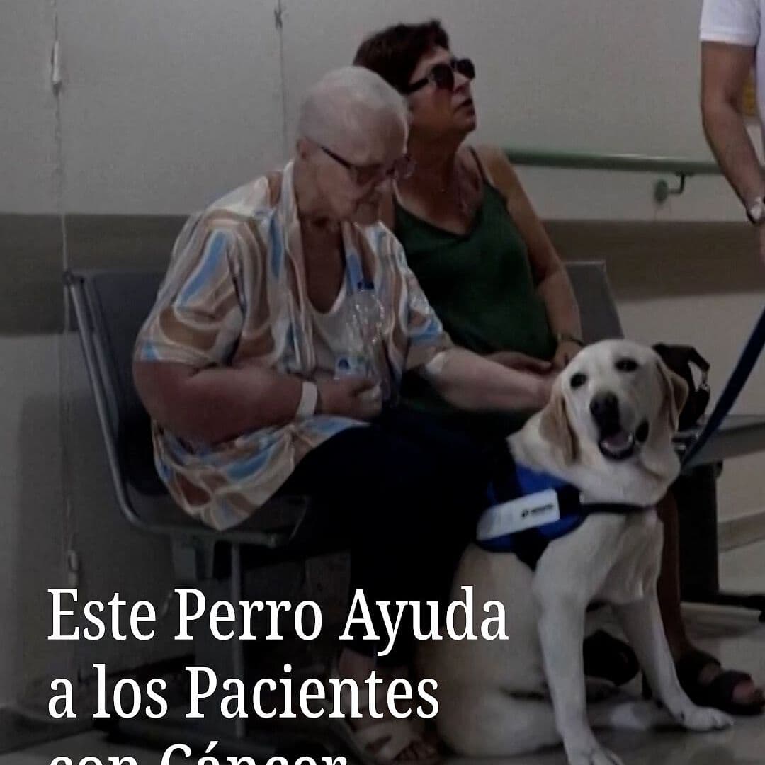 Este Perro Ayuda a los Pacientes con Cáncer