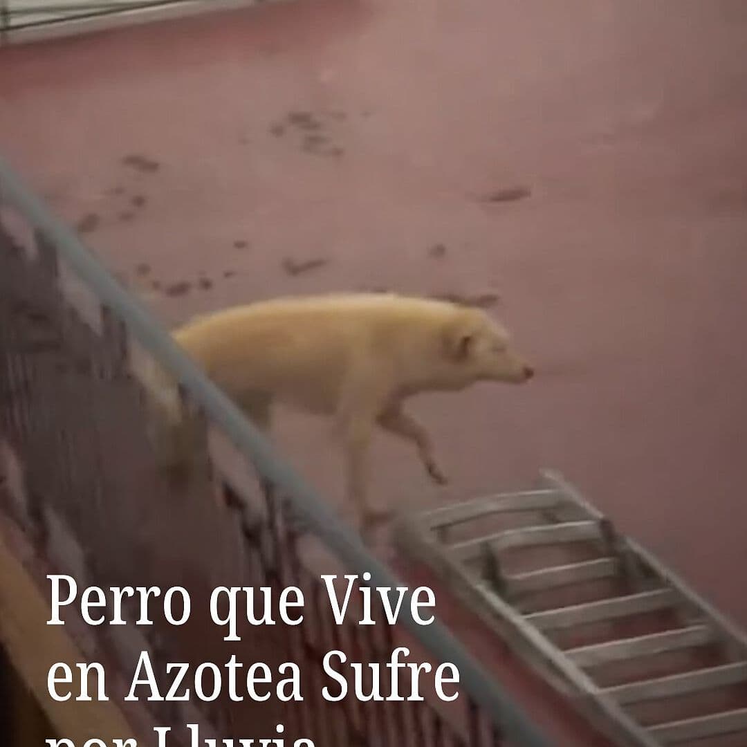 Perro que Vive en Azotea Sufre por Lluvia