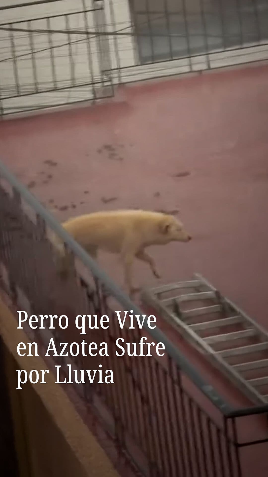 Perro que Vive en Azotea Sufre por Lluvia