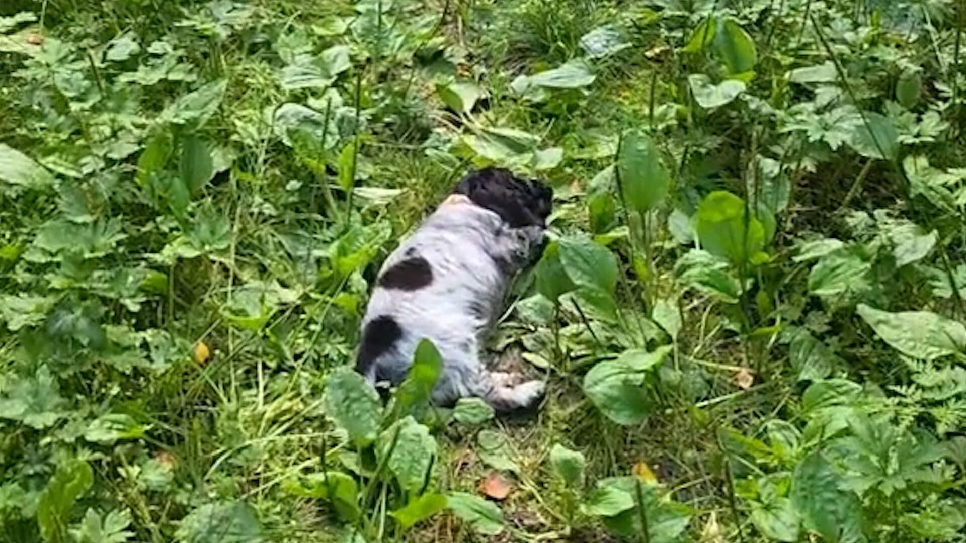 Perro se Duerme Cuando se Emociona por Enfermedad