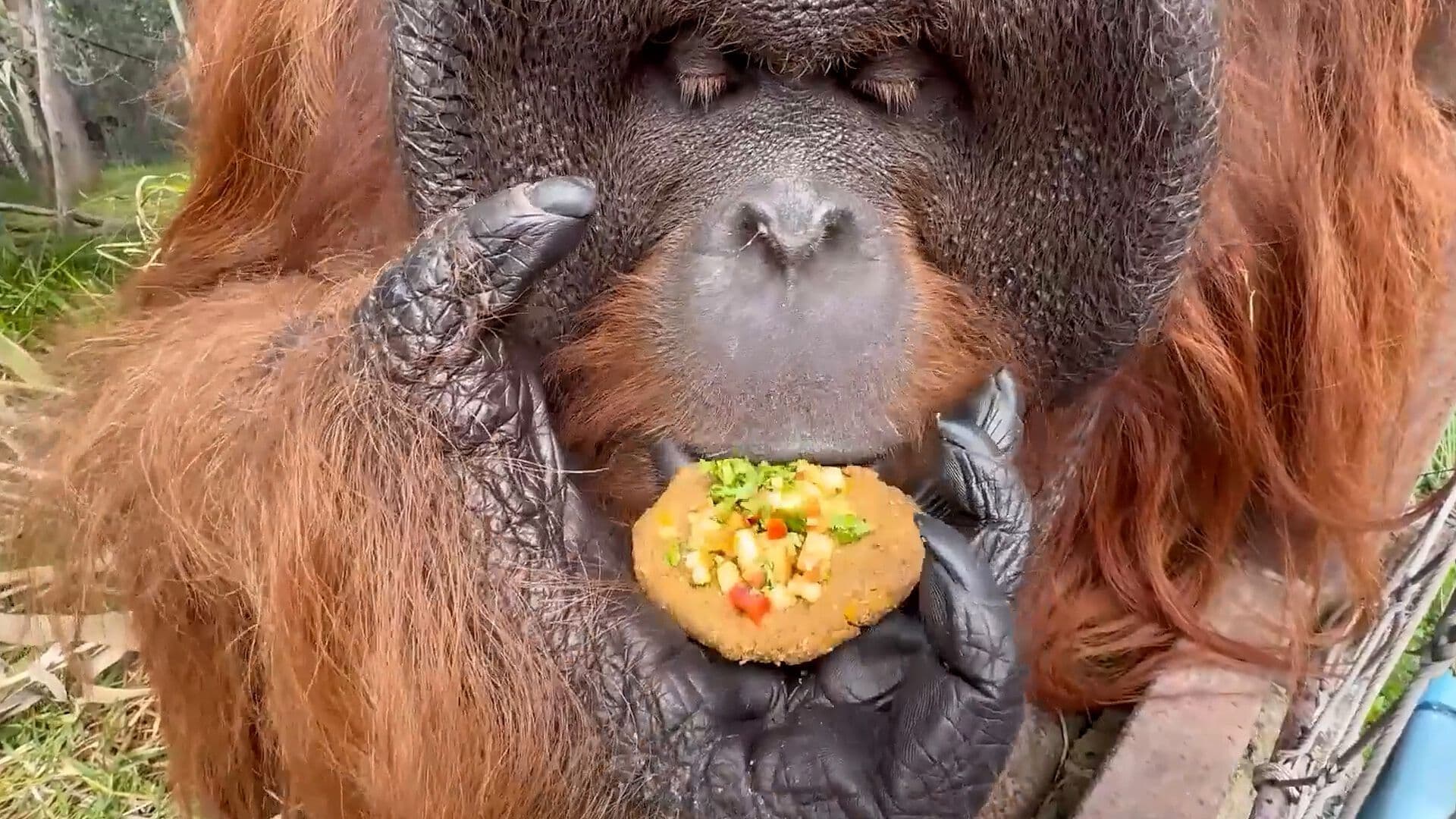 Orangután Come Platillos Típicos Chilenos