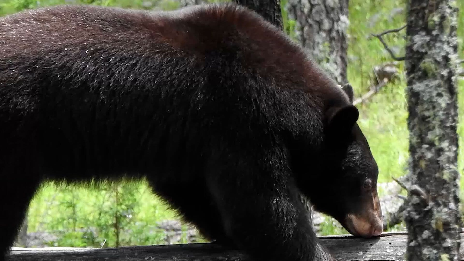Oso Rescatado Llega a Área de Conservación en Chihuahua