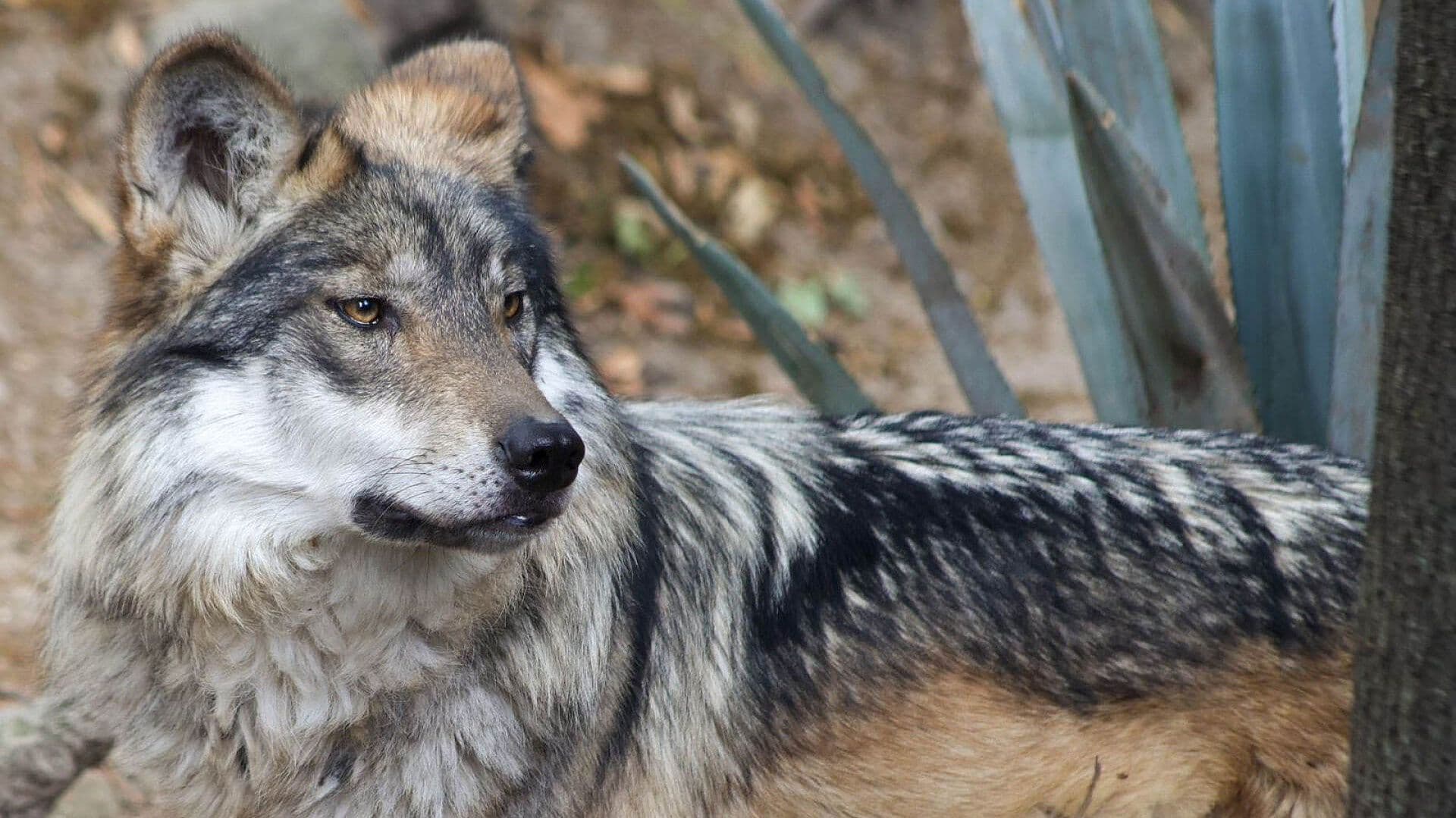 Esfuerzos para Salvar al Lobo Mexicano Podrían Estar en Riesgo: Panora Actual de la Especie