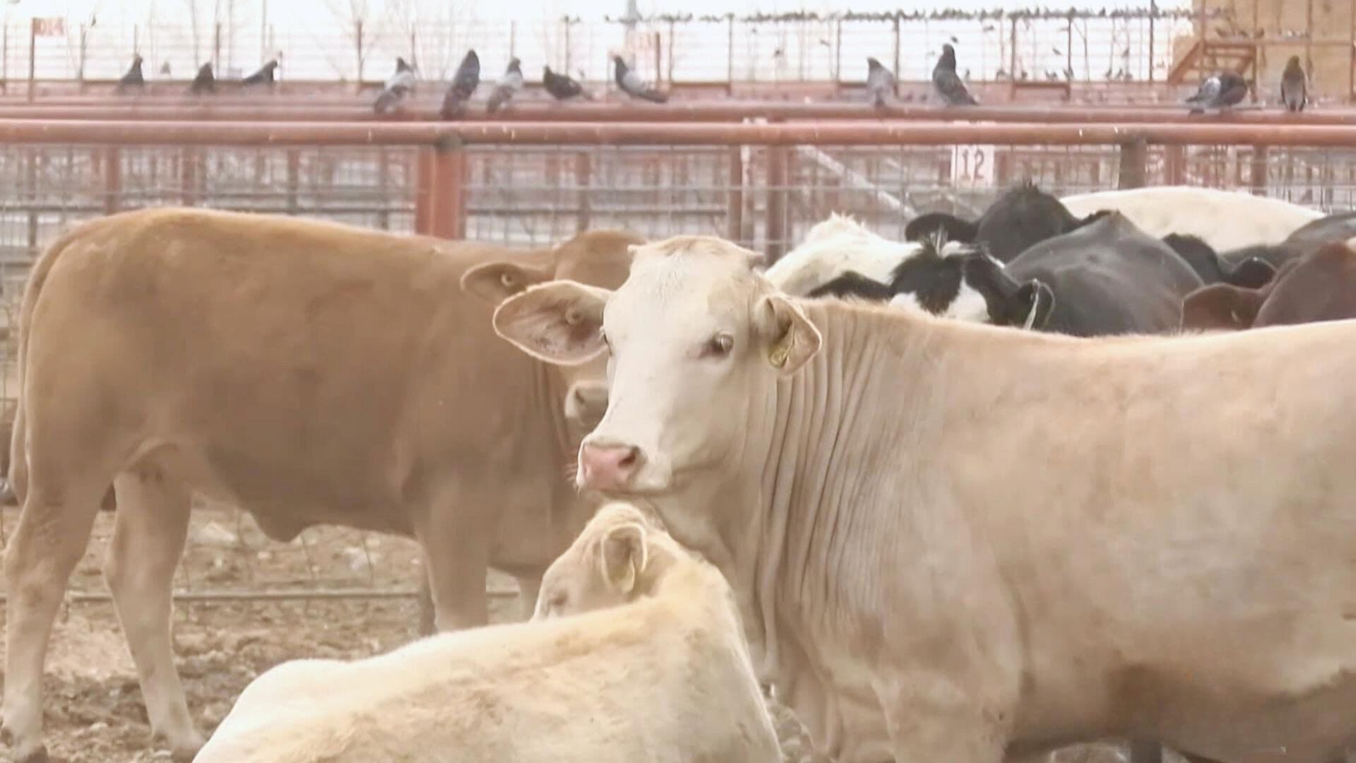 Chihuahua Registra 78 Casos Activos de Gusano Barrenador