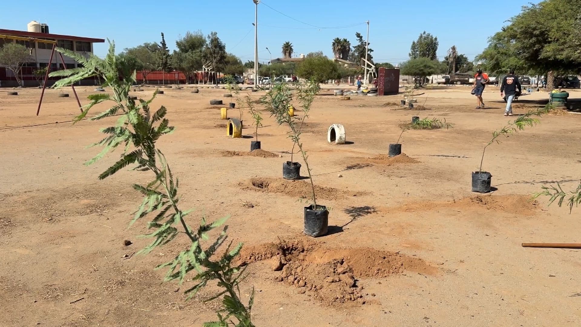 Reforestan Todos Santos con 50 Árboles Tras Robo de Primeras Plantas en Ensenada
