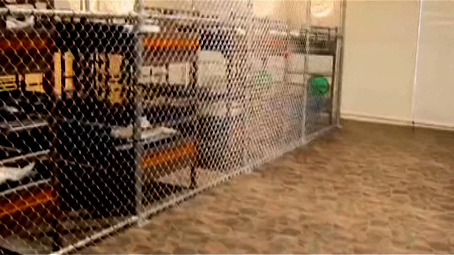 Confirman Uso de Jaulas en Centro de Detención para Migrantes en Florida