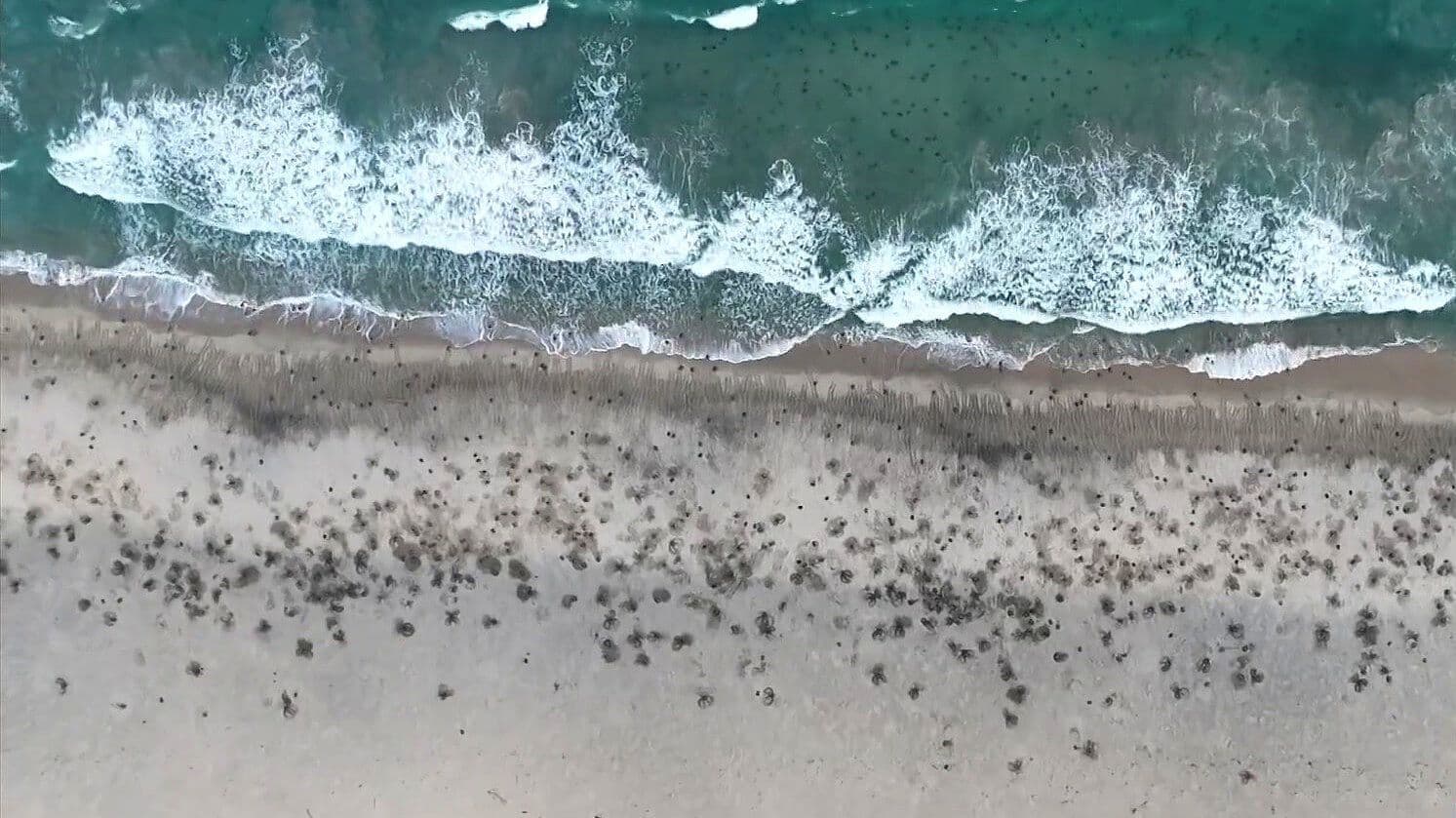 Así se Ve Desde el Aire la Llegada de Miles de Tortugas Golfinas a Oaxaca