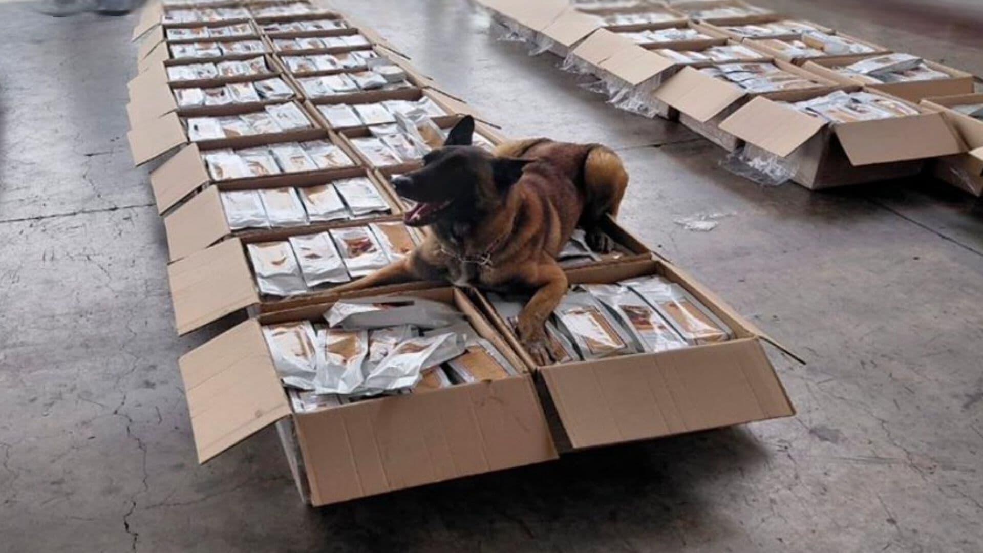 Marina Asegura Mil 77 Kilos de Café con Presunta Cocaína en AICM