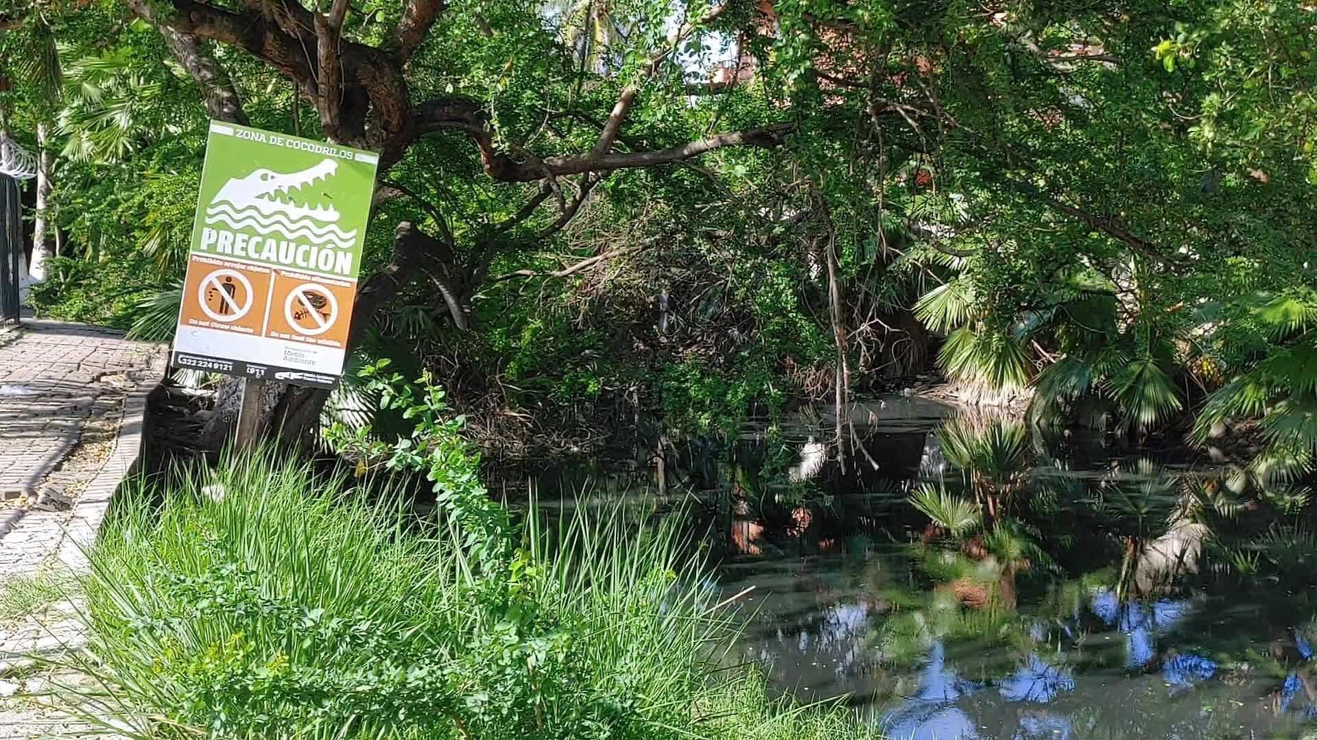 Estero ‘El Salado’ Podría Albergar Reintroducción de Cocodrilos en Puerto Vallarta