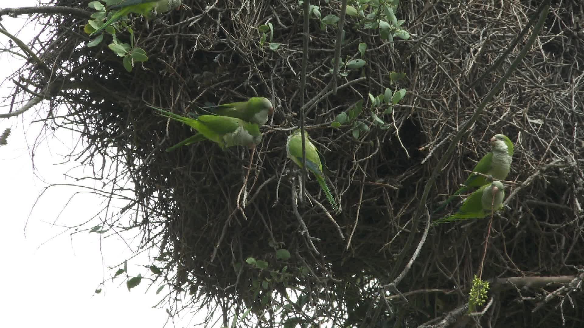 Aves Invasoras Generan Riesgo Ecológico en la Zona Metropolitana de Guadalajara