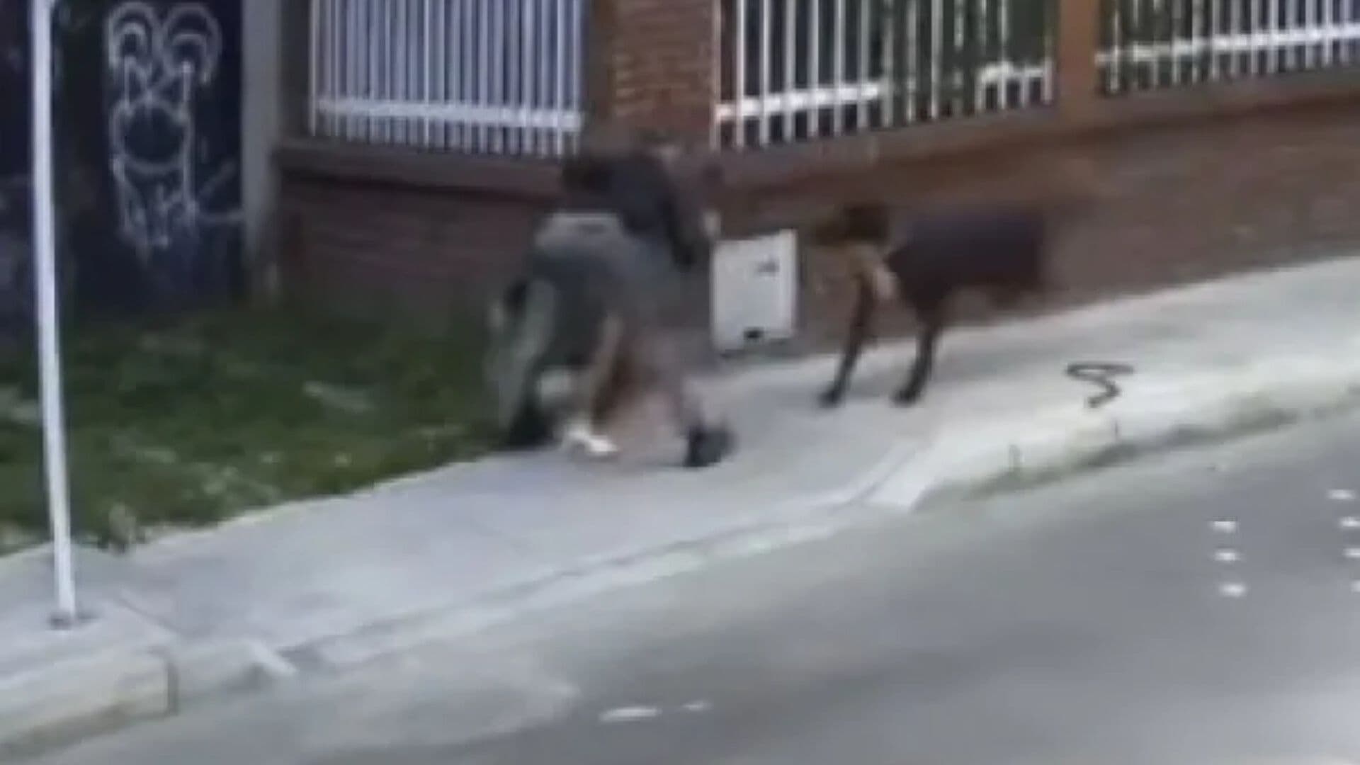 Video | Perro Ataca a Delincuente y Salva a su Dueño de Asalto