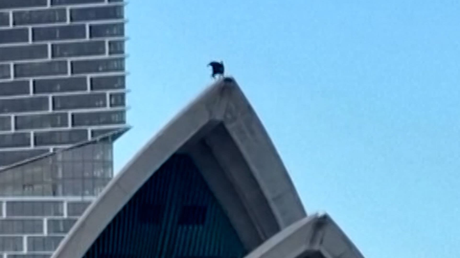 Captan a “Batman” en la Ópera de Sídney