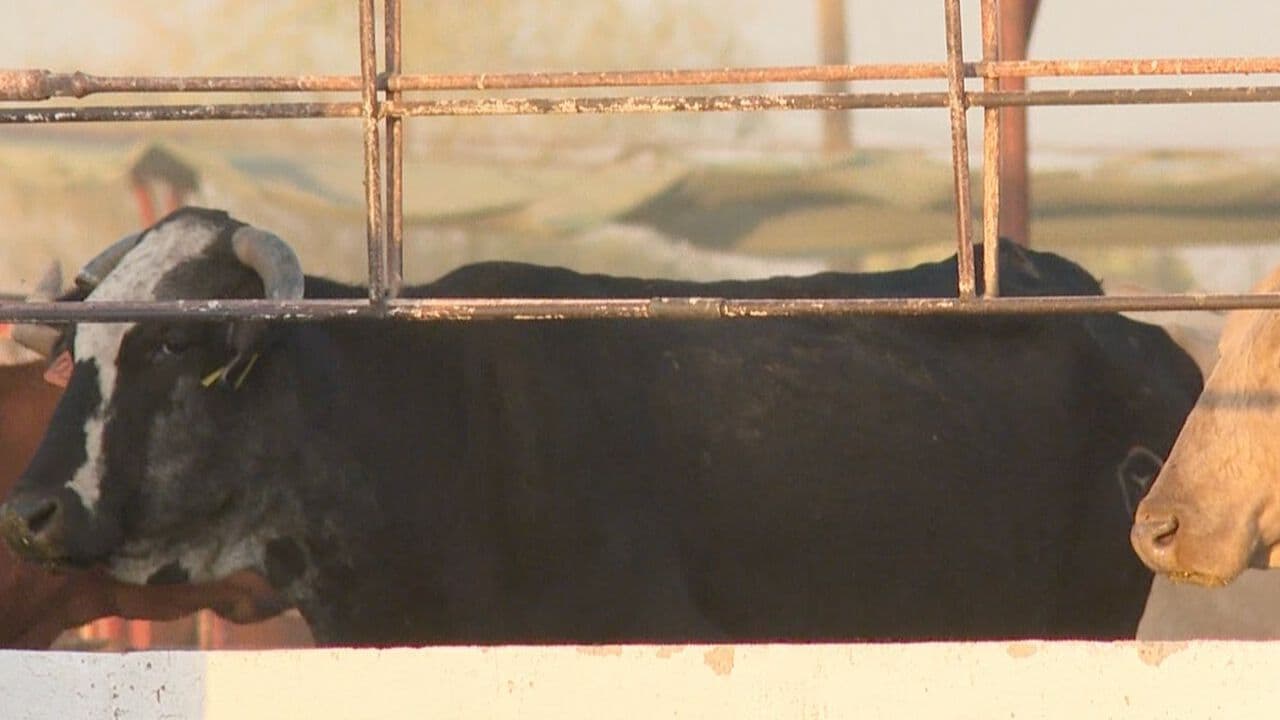 Gusano Barrenador Rompe Cerco del Sur de Sonora y Hay 59 casos activos