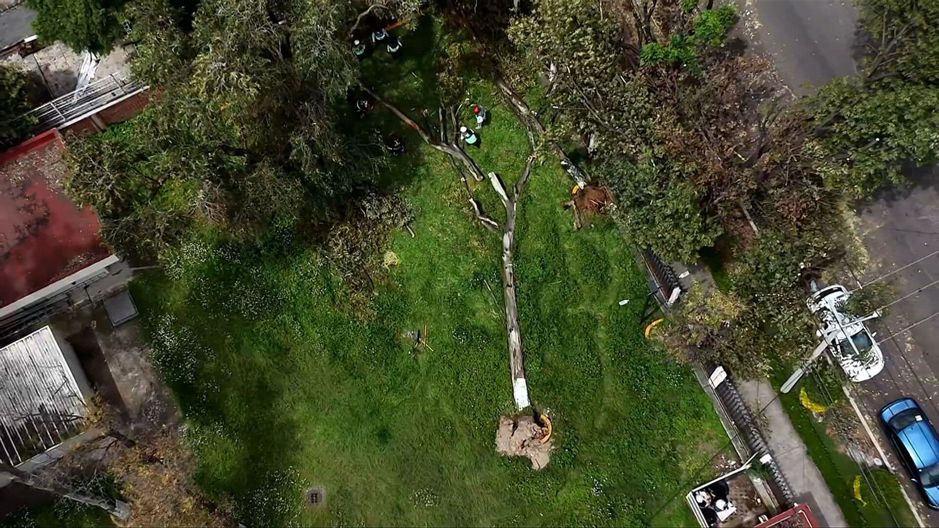 Cae Enorme Árbol en Jardines de Instituto del Petróleo