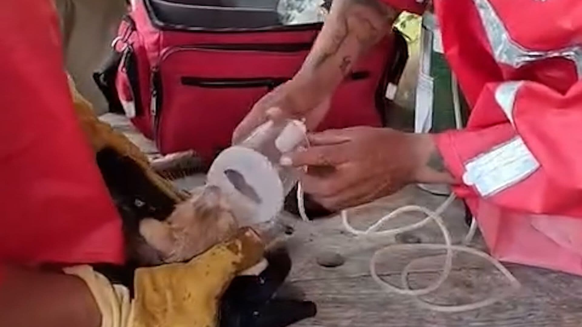Bomberos de Playa del Carmen Dan Oxígeno a Gato Fracturado