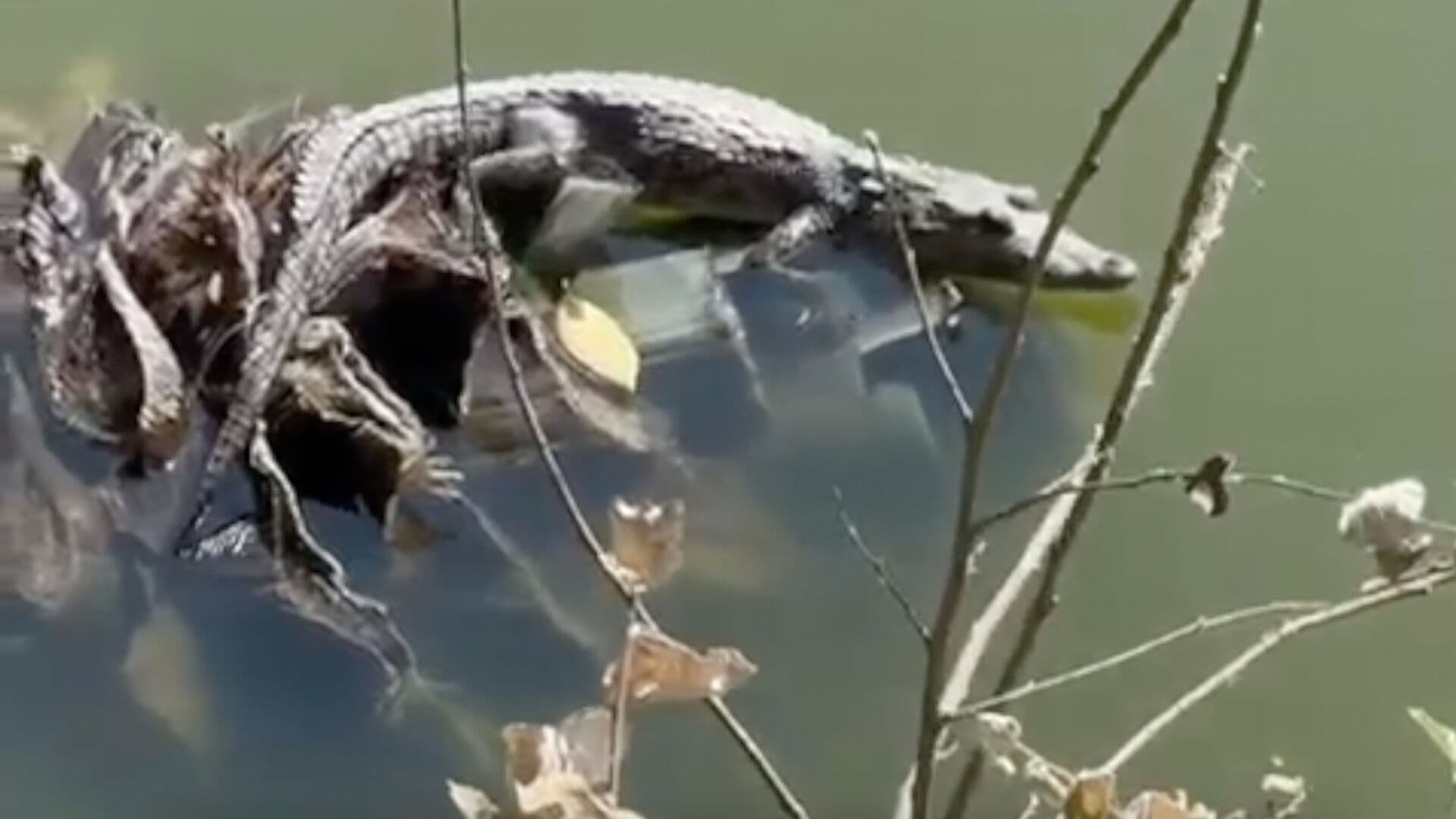 Avistamiento Cocodrilo Moreletii Laguna San Baltazar Puebla Especie Protegida Profepa