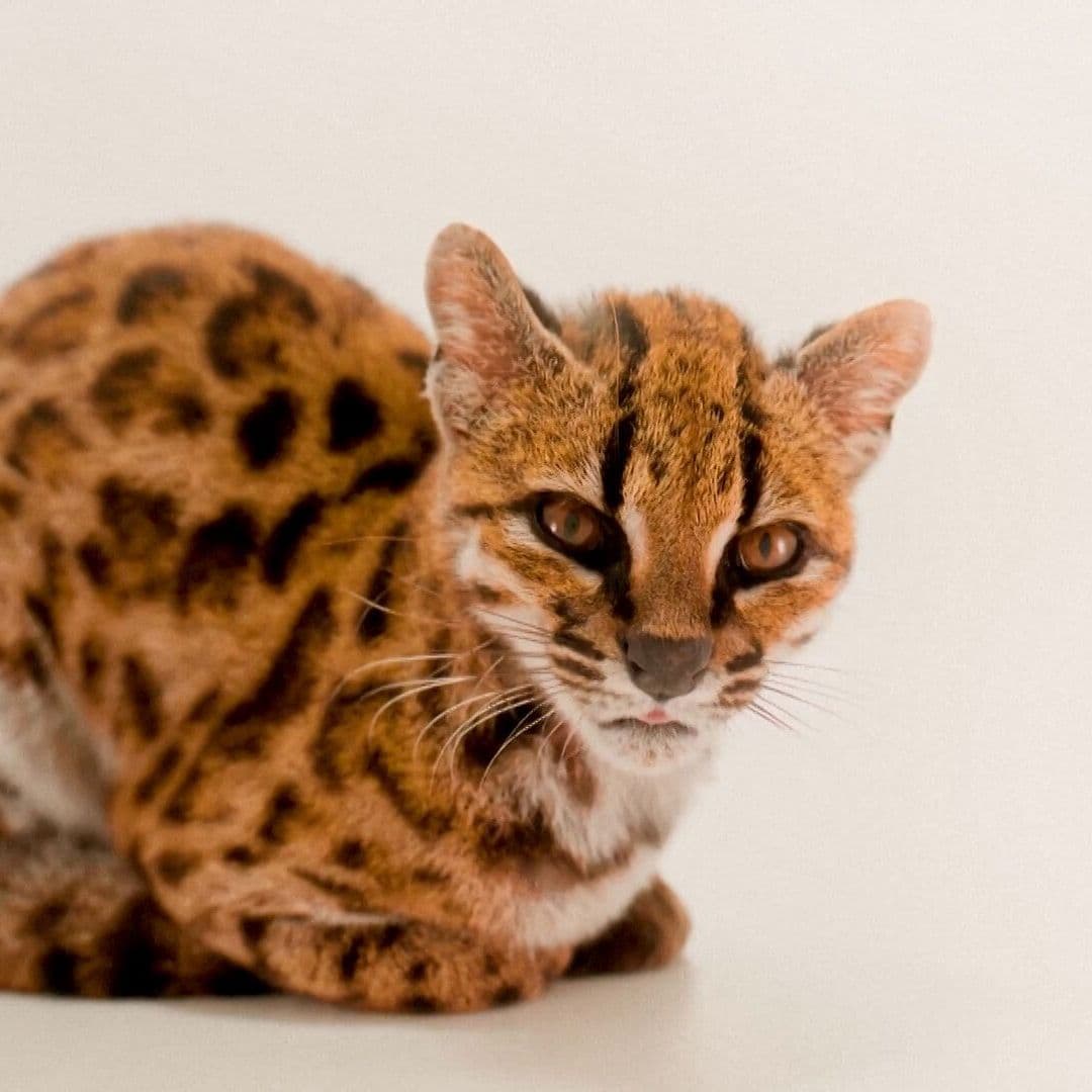 Descubren Nuevo Tipo de Gato en Bolivia