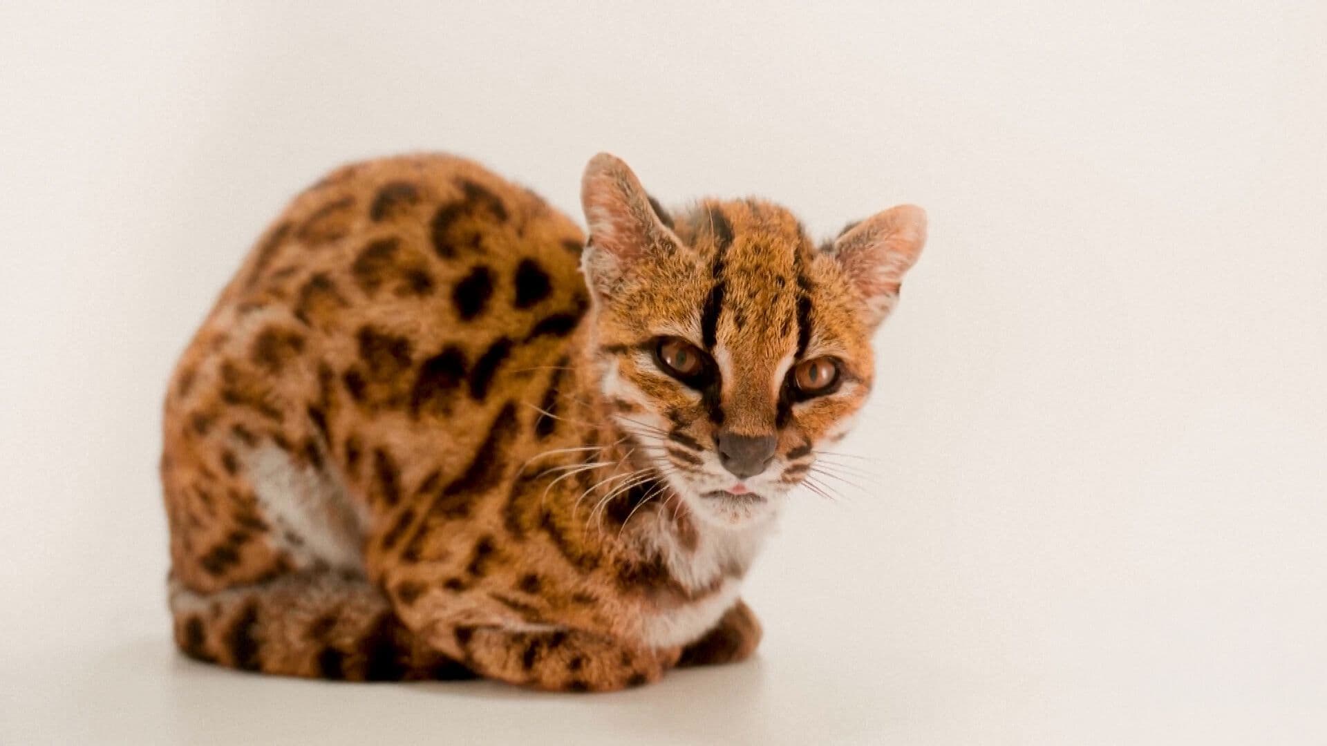 Descubren Nuevo Tipo de Gato en Bolivia