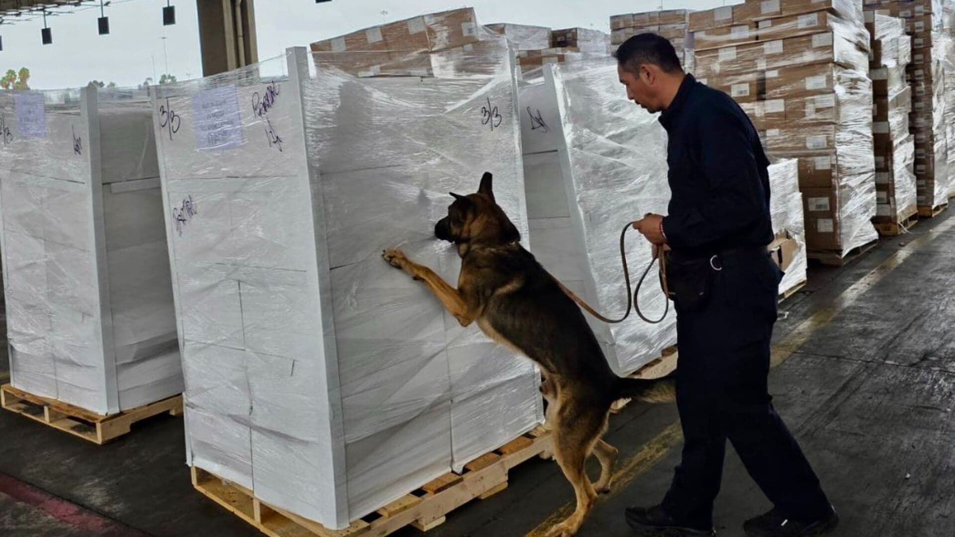 Aseguran Mil 357 Kilos de Metanfetamina y 10 de Fentanilo en Tijuana