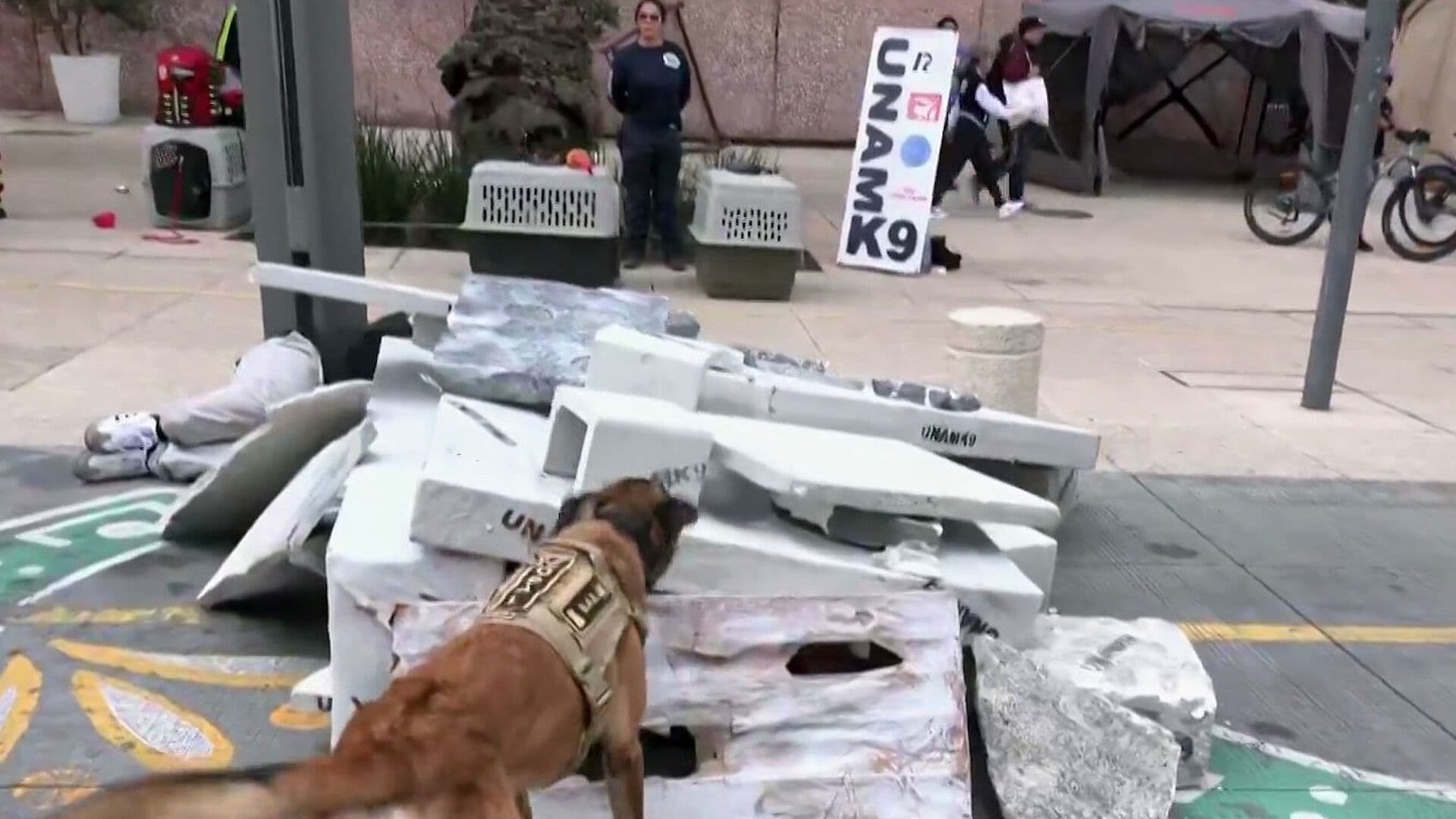 Ocho Binomios Caninos Participan en Simulacro de Rescate en Monumento a la Revolución