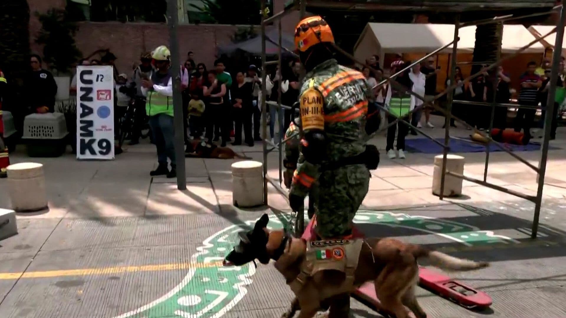 Entre Escombros, Ocho Binomios Caninos Buscan “Víctimas” Durante Simulacro en CDMX