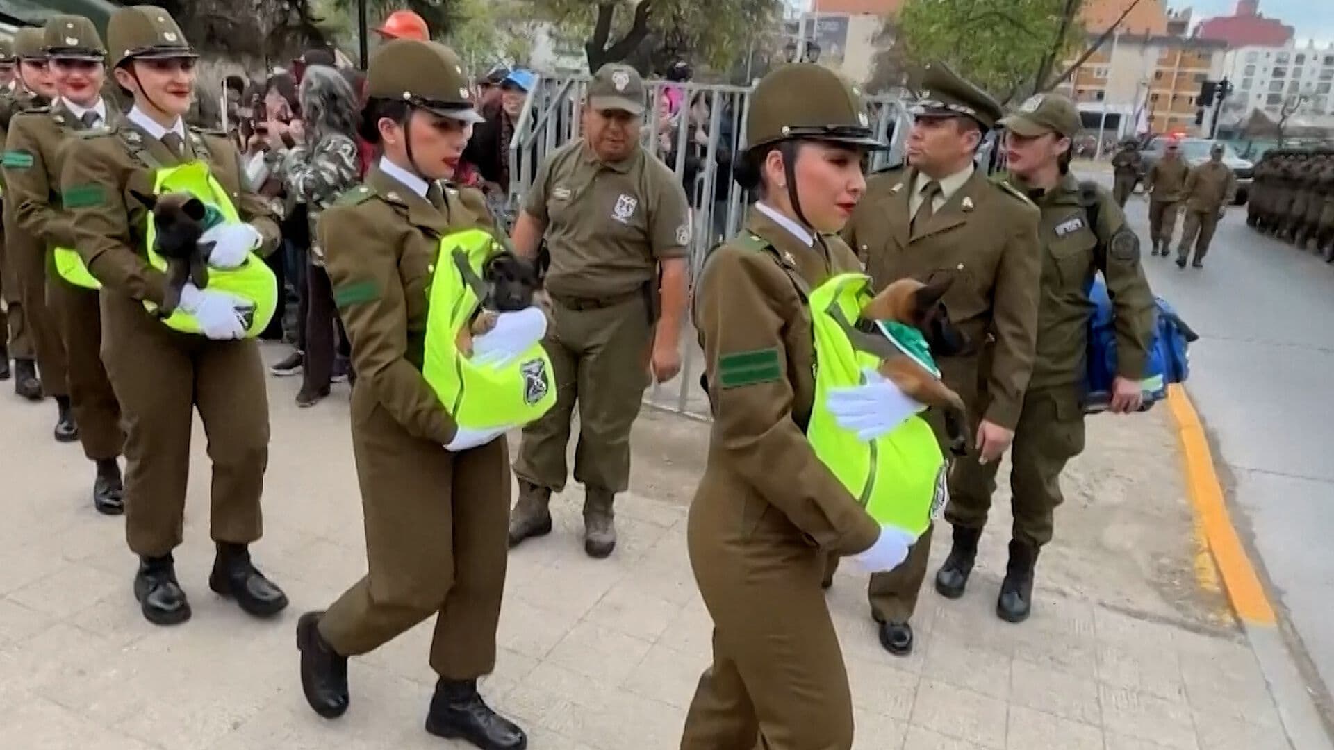 Cachorros desfilan en Parada Militar de Chile