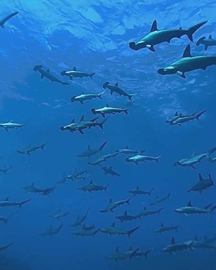 La Pared Azul