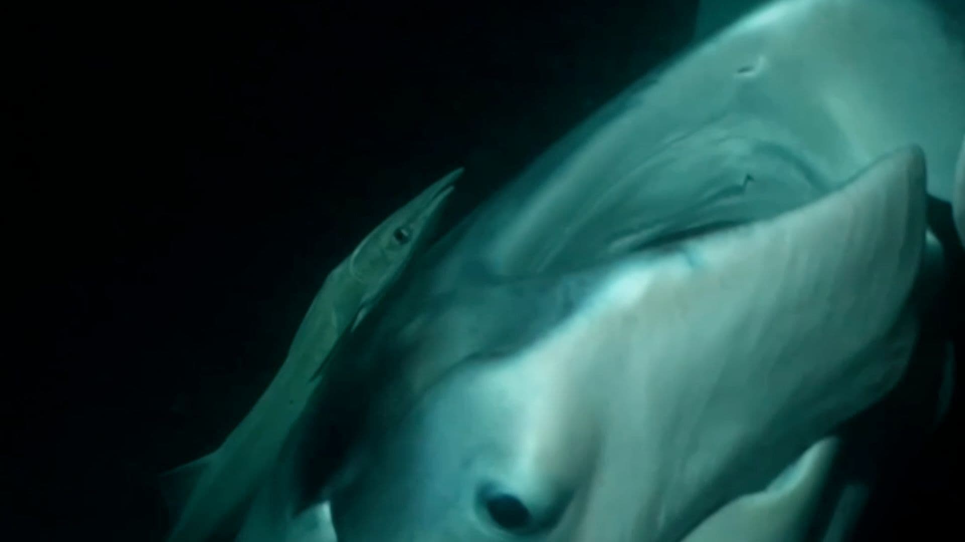 Danza de las Mantarrayas en las Islas Maldivas