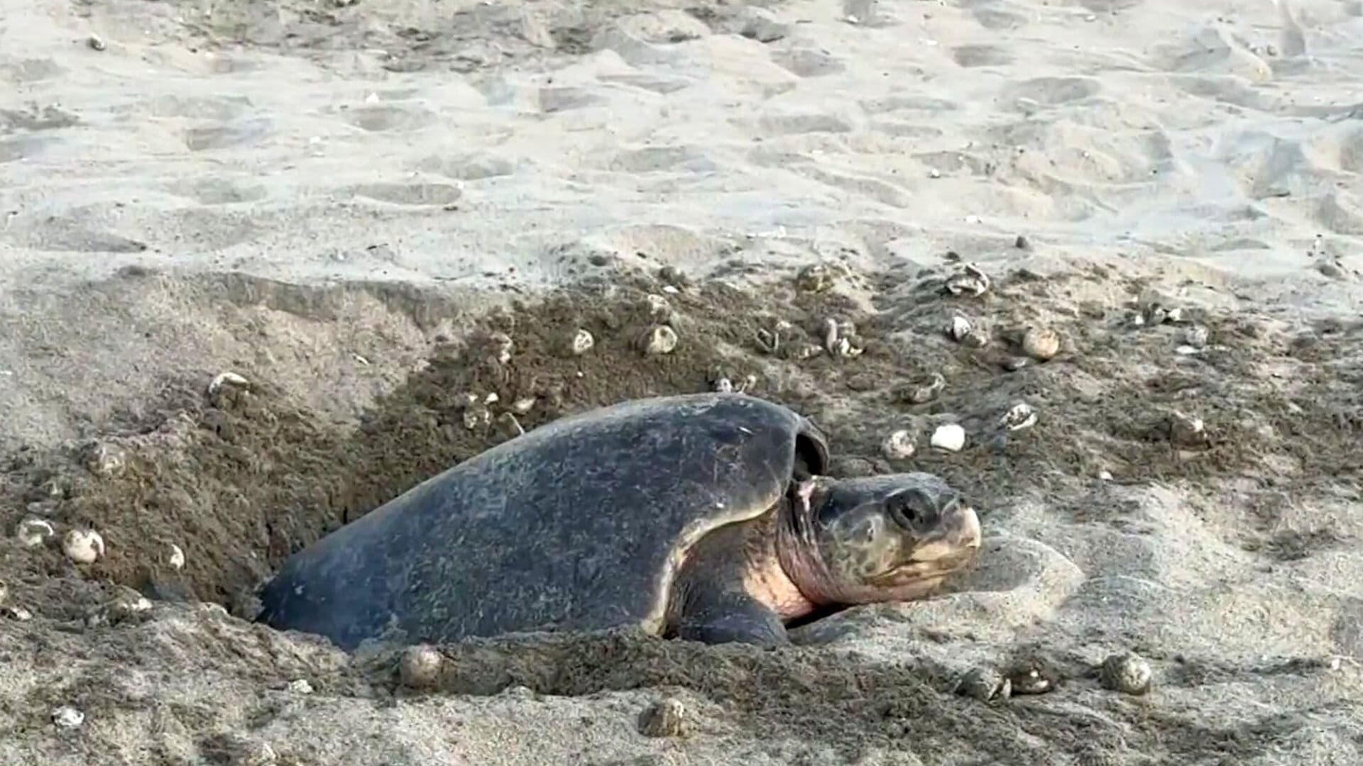 Unas 300 Mil Tortugas Golfinas Llegan a Playa La Escobilla para Desovar en Oaxaca