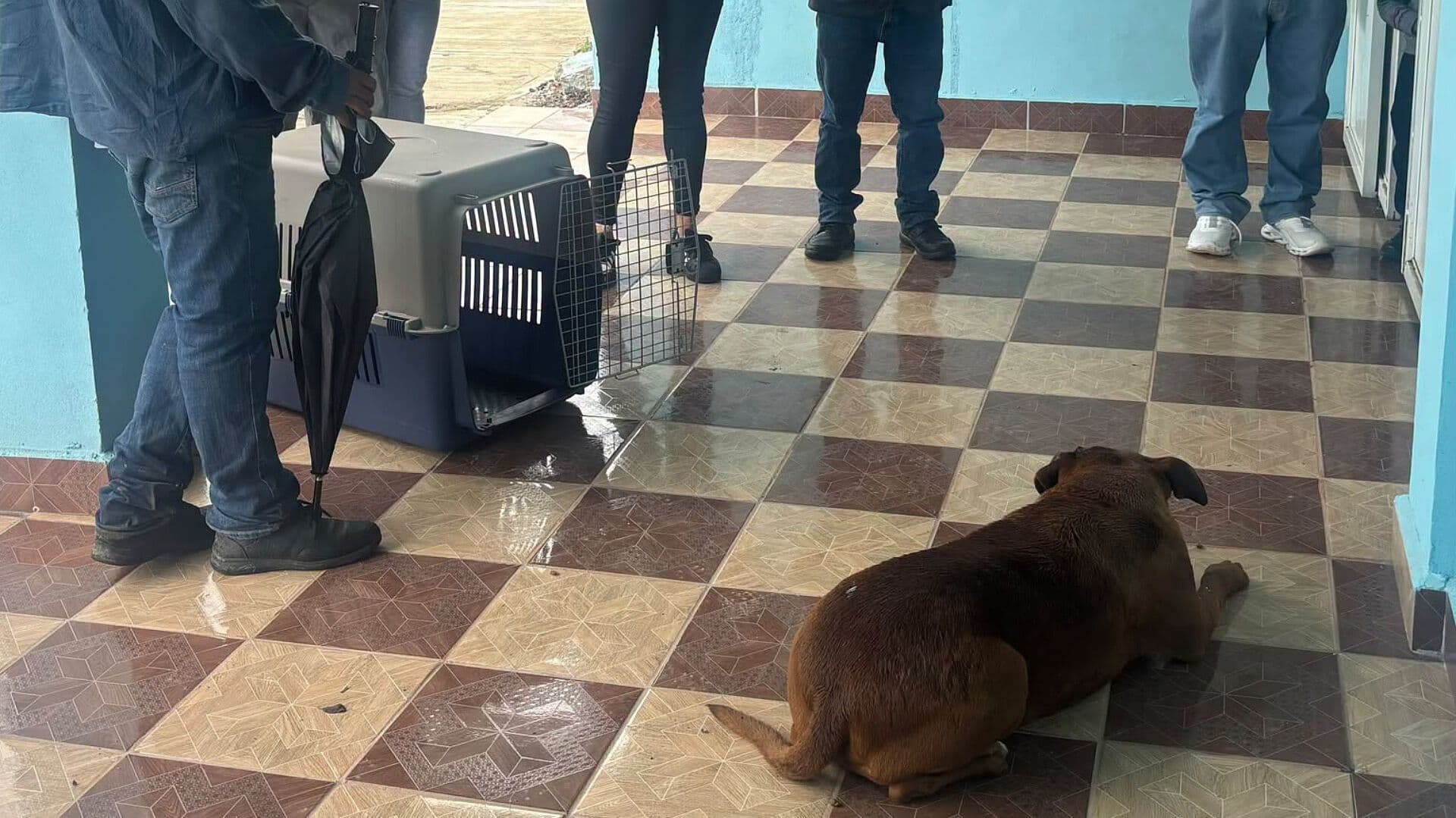 Maltrato Animal Xiutetelco Puebla Perro Herido Machete