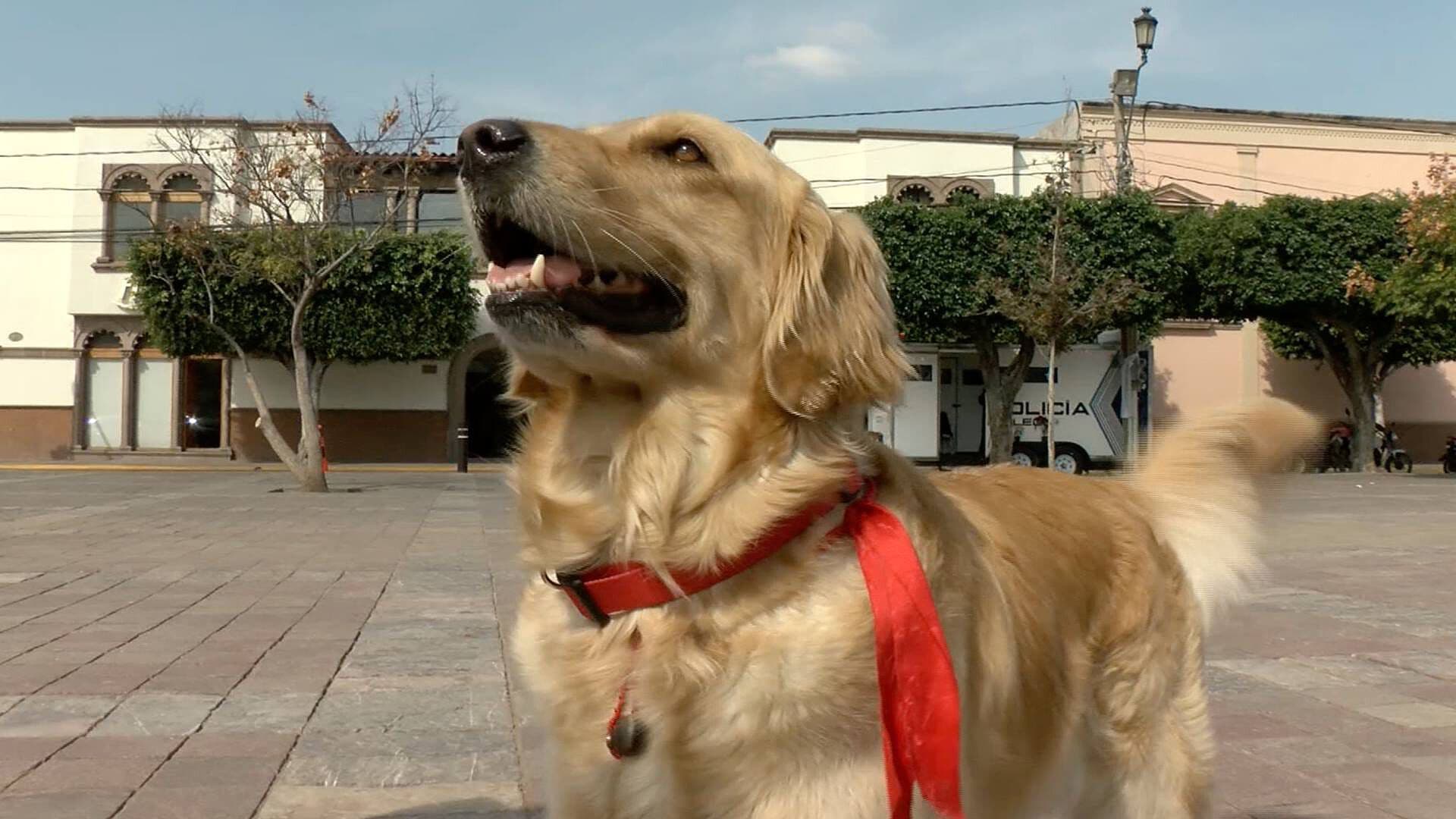 Anuncian más Multas por Maltrato Animal en León Guanajuato