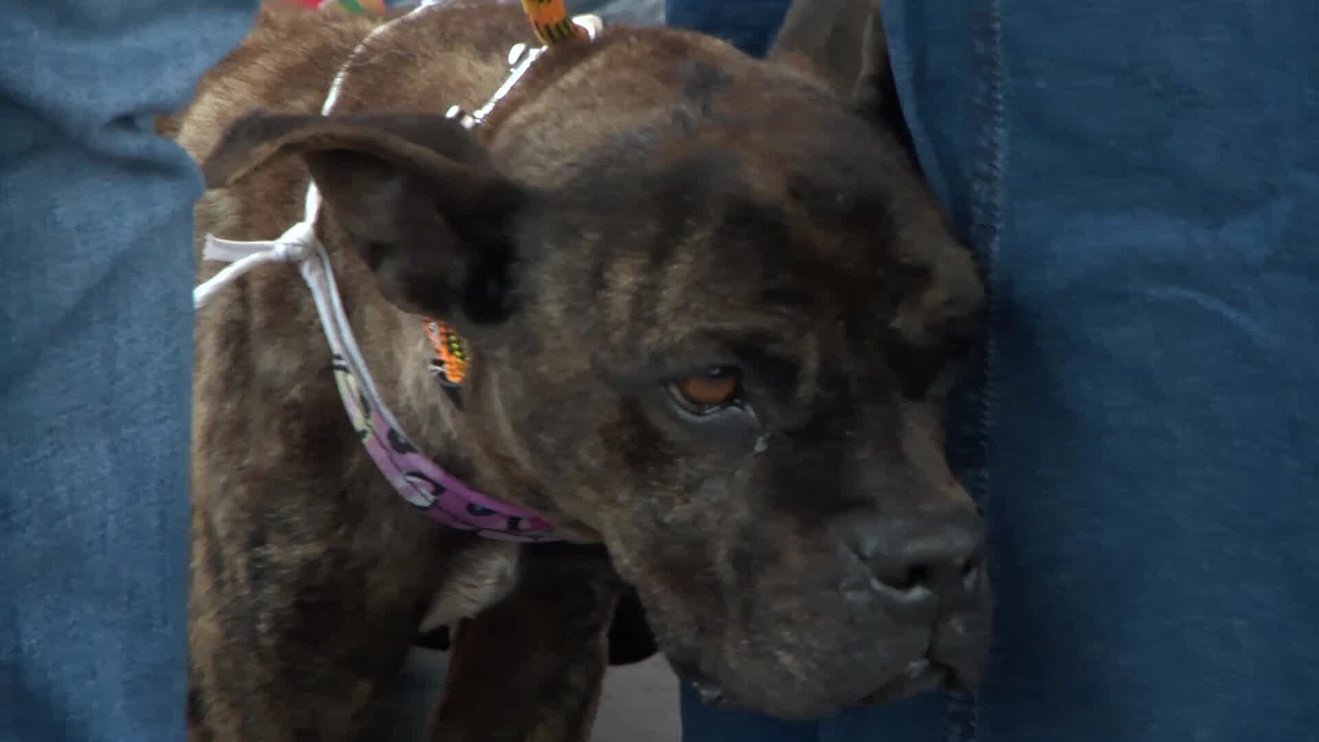 Aplicarán 400 Mil Dosis Gratuitas Contra la Rabia a Perros y Gatos en SLP