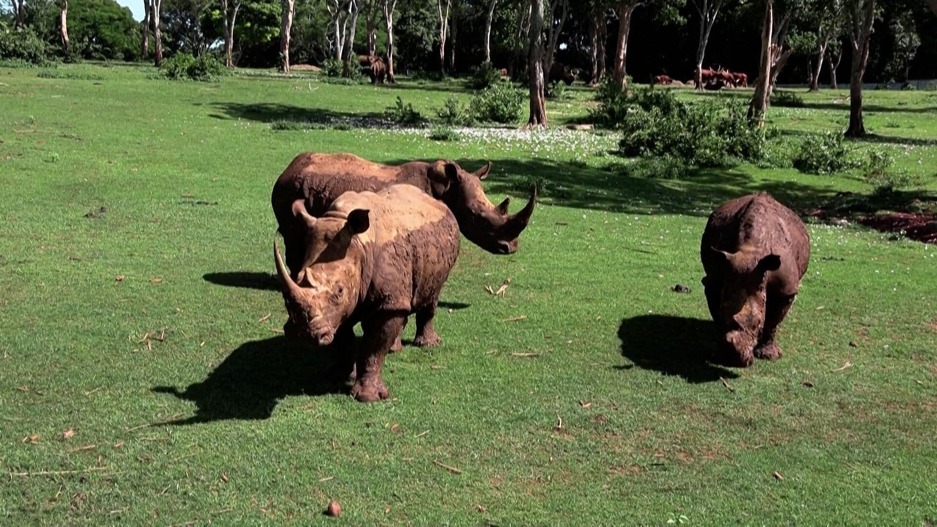 Zoológico Mantiene Animales a Pesar de Apagones