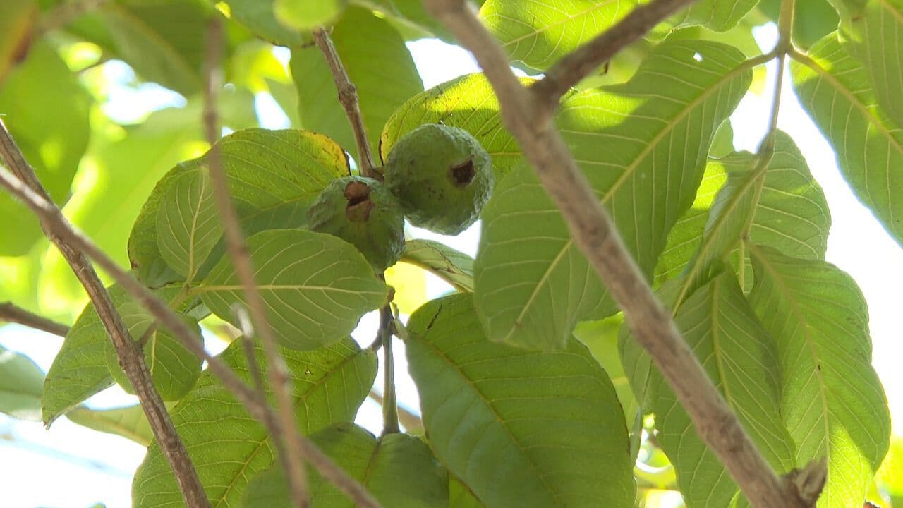 Vecinos Crean Jardín Botánico Frutal en Parque de Hermosillo