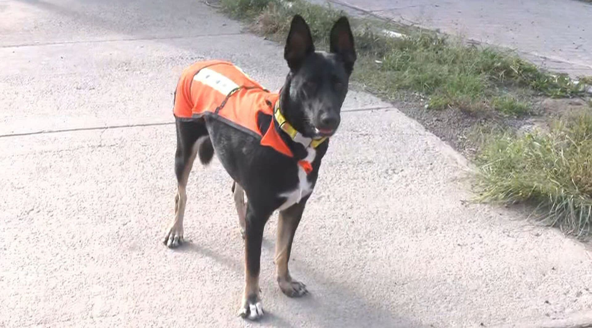 Supervisora Canina en Obras de Calzada Zaragoza, CDMX: La Historia de 'Zoyla'