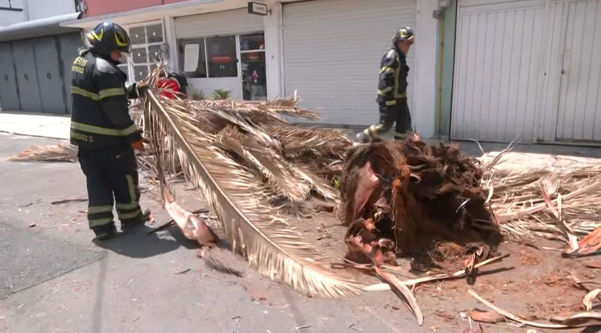 Palma Colapsa en Calles de la Alcaldía Azcapotzalco