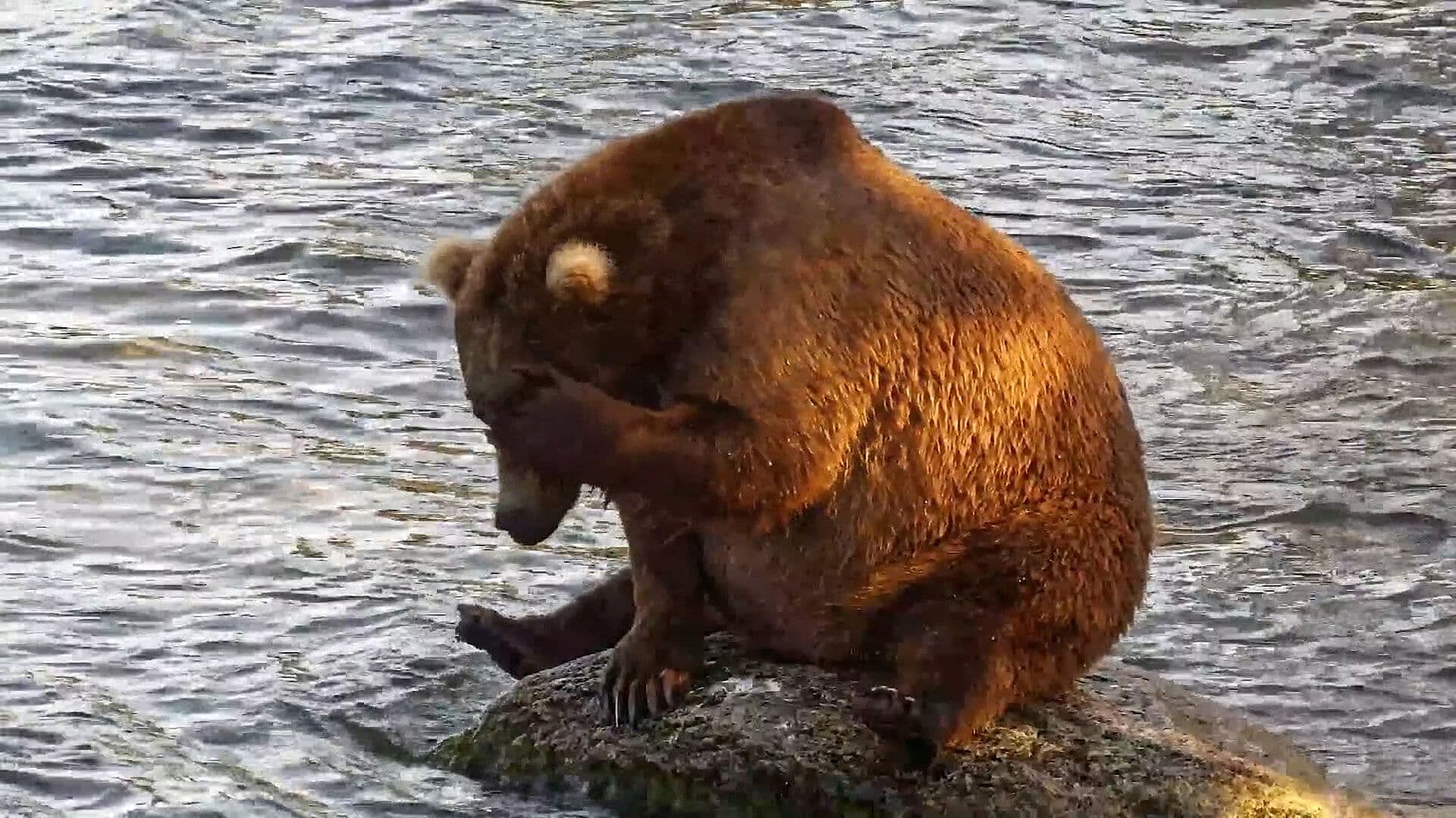 Hacen Concurso para Elegir al Oso Más Gordo