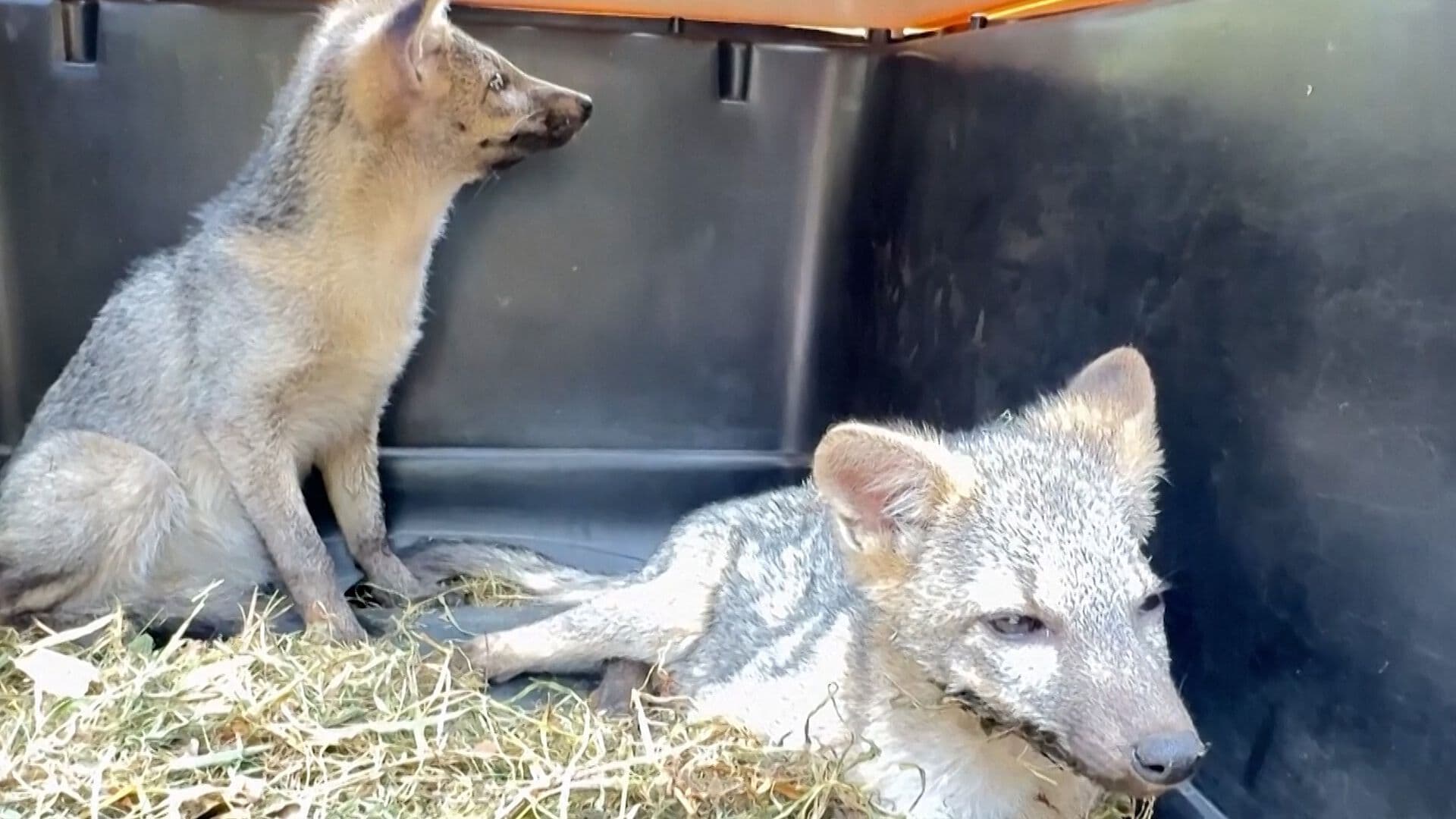 Dos Zorros Grises Regresan a su Hábitat