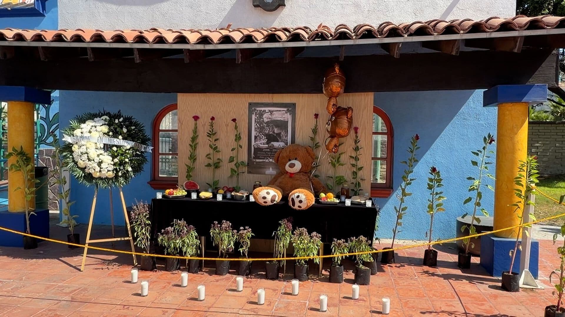 Piden Investigar Zoológico en Tijuana tras la Muerte del Oso ‘Yogui’